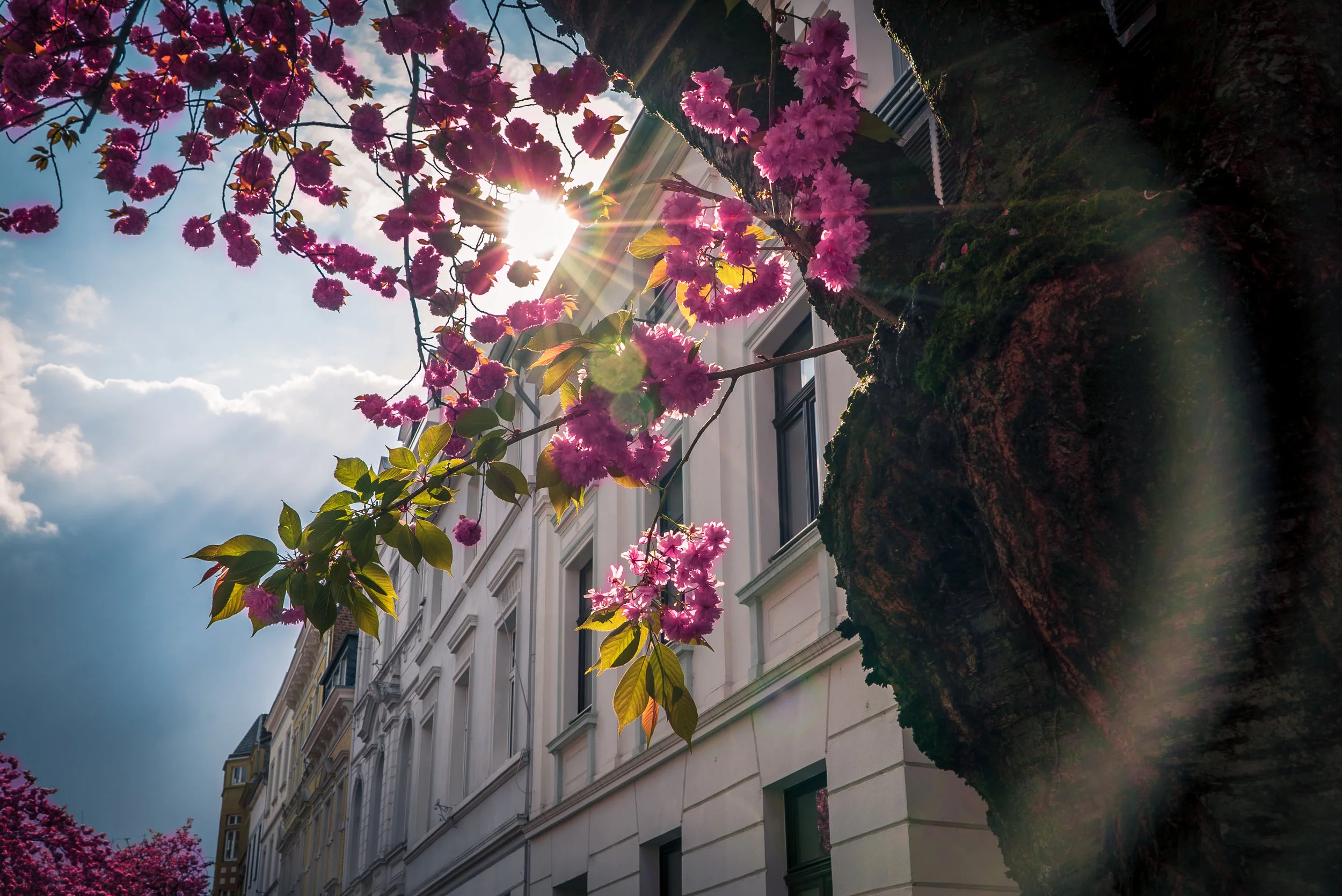 Altstadt-Lesereise, Bonn