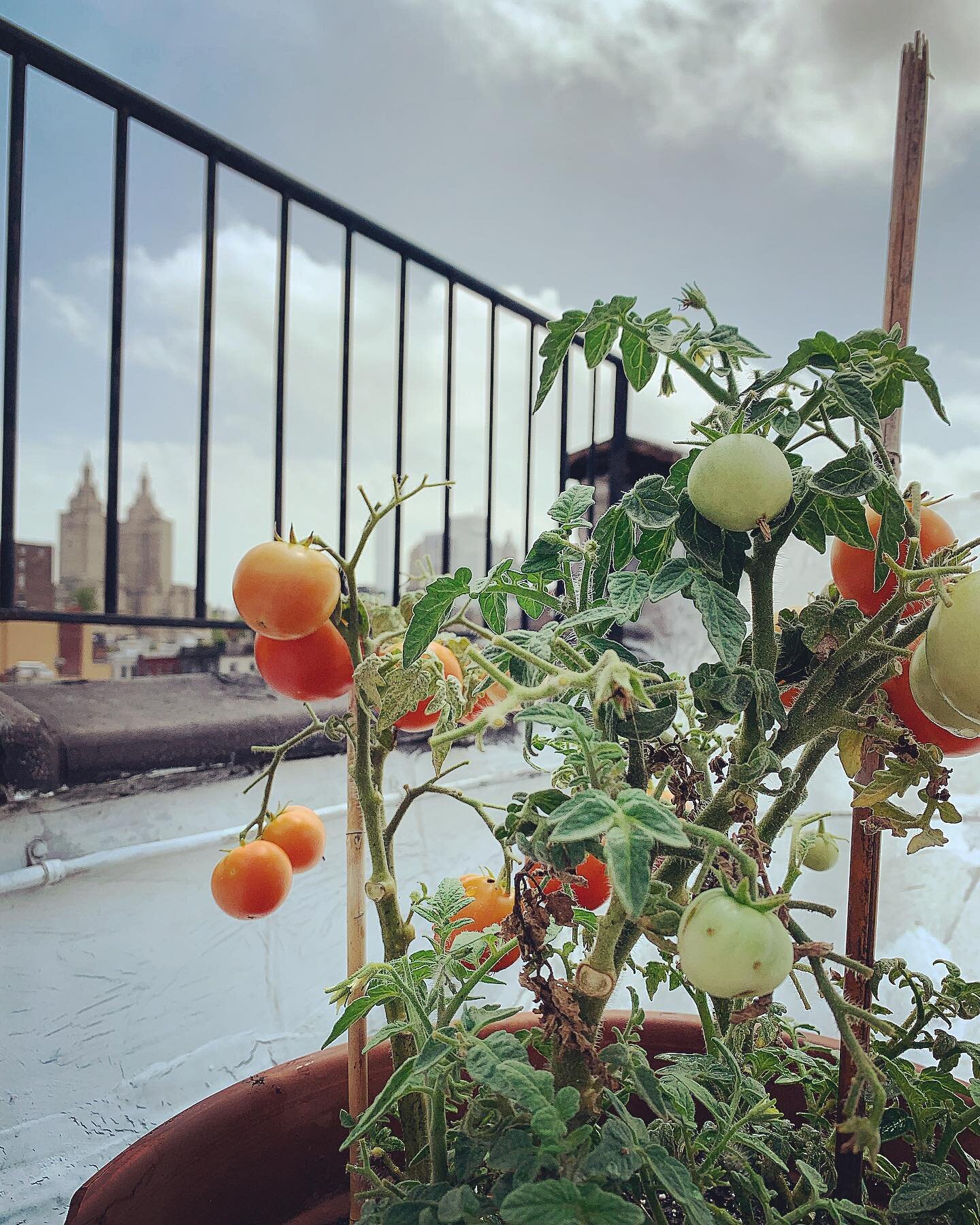 When you are only gone for a couple of days but the city meanwhile has turned into a greenhouse 🍅🍅🍅