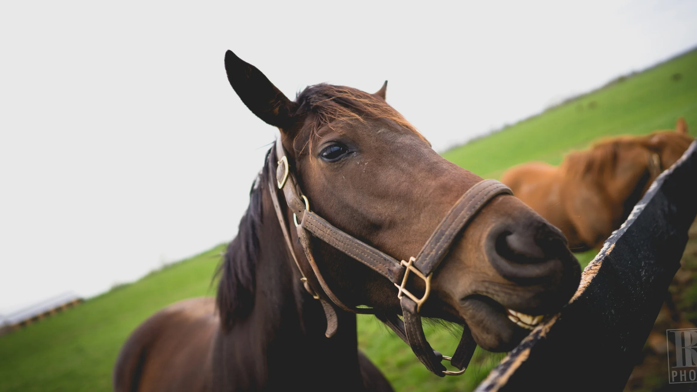 From the nibble marks along miles of fencing, this is apparently normal horse behavior.