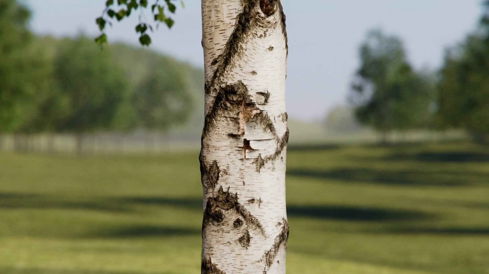 fallback-Lignin-video-home.jpg