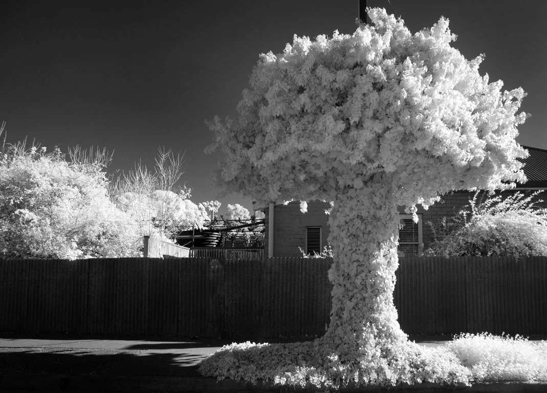 Atomic Tree by Alex Frayne