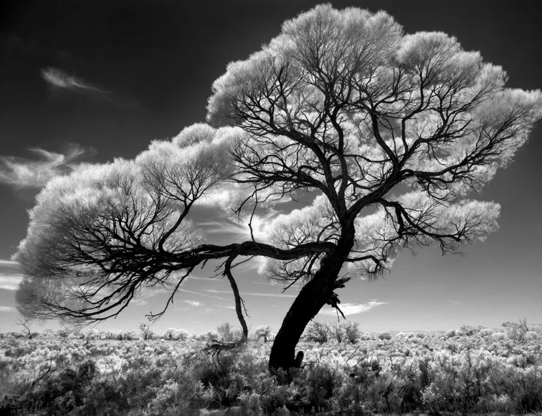 Blackwood by Alex Frayne
