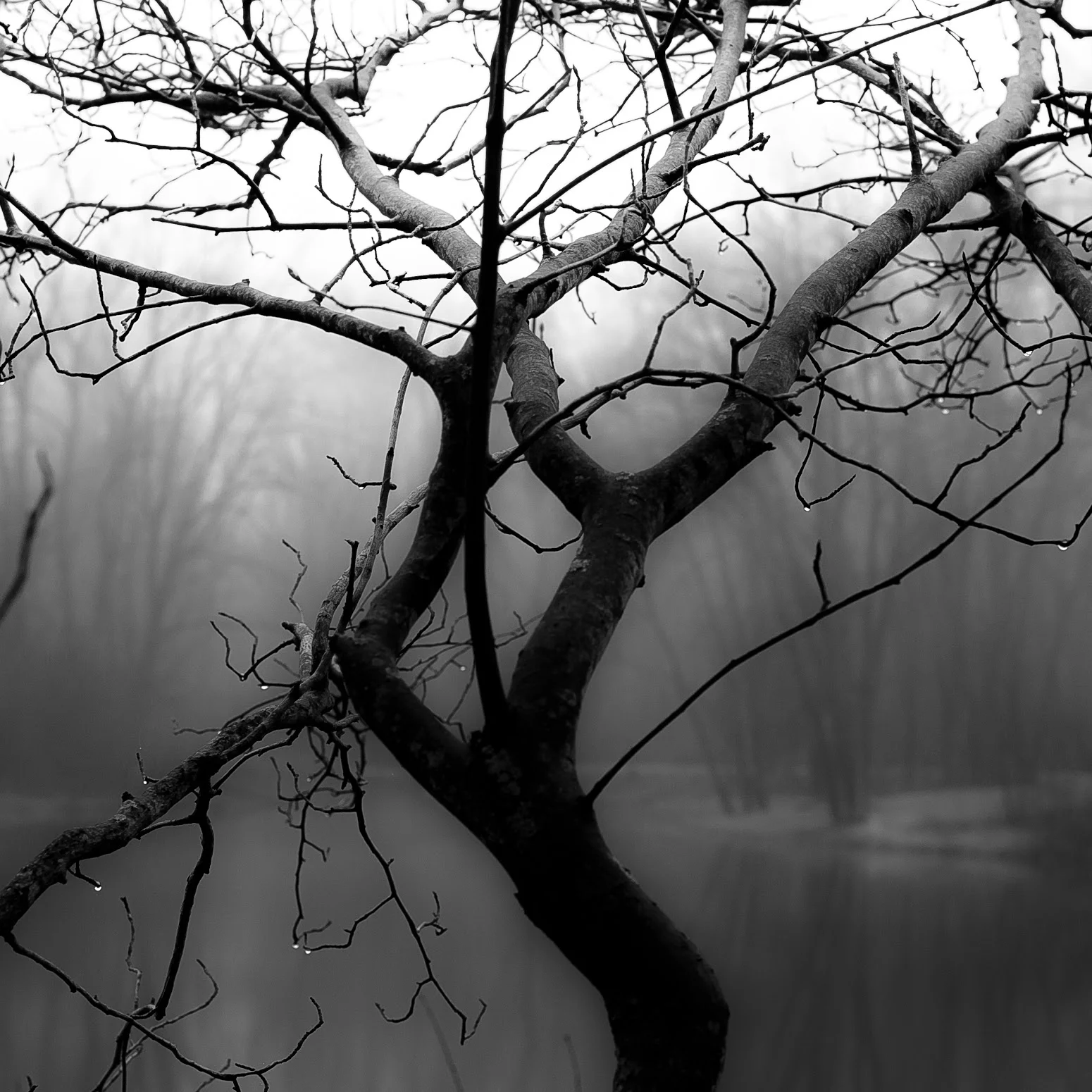 Forest In Fog 002 by Noah Weiner