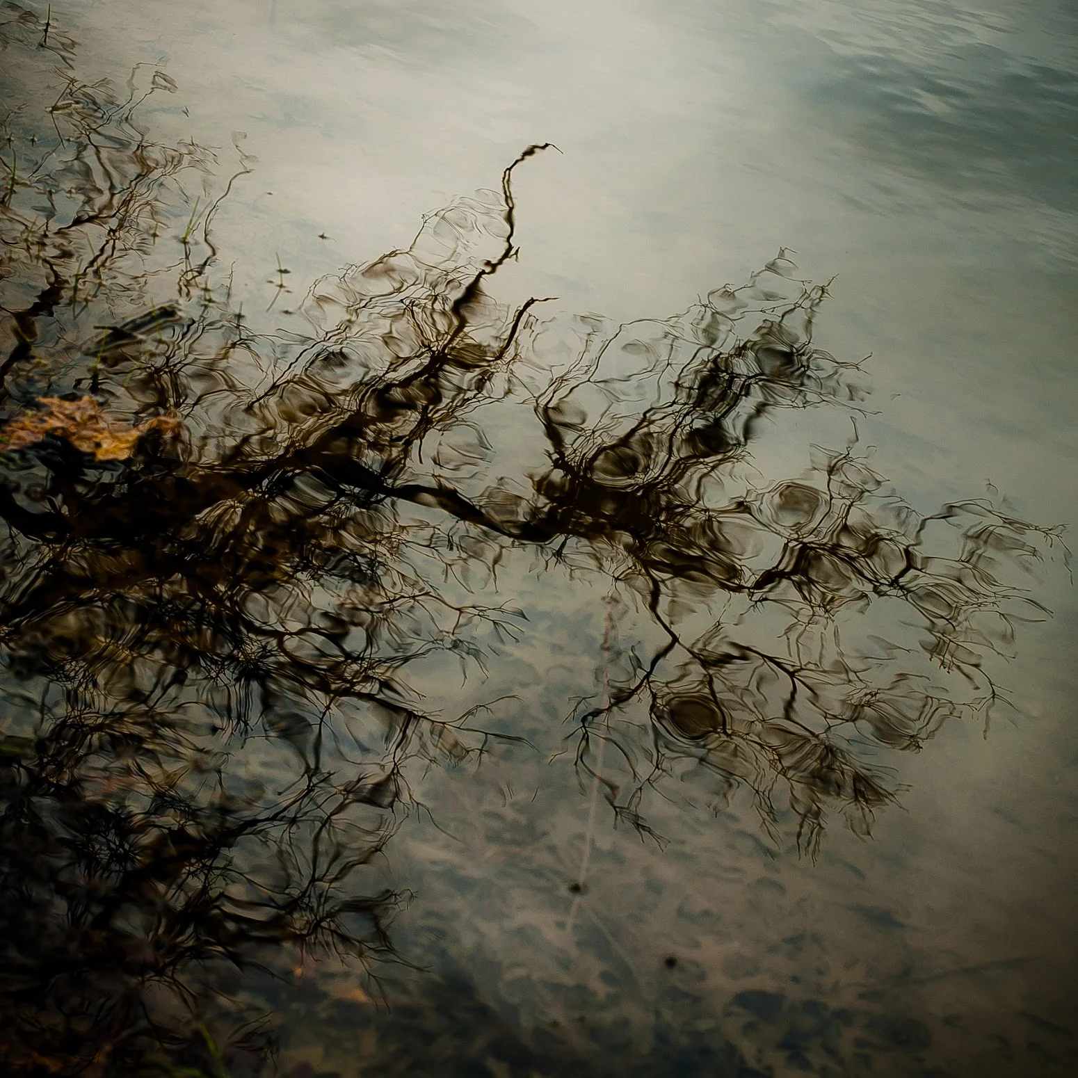 Trees In Water 026 by Noah Weiner