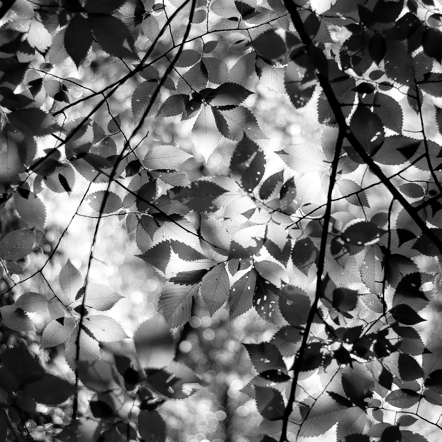 Up Through Trees 027 by Noah Weiner
