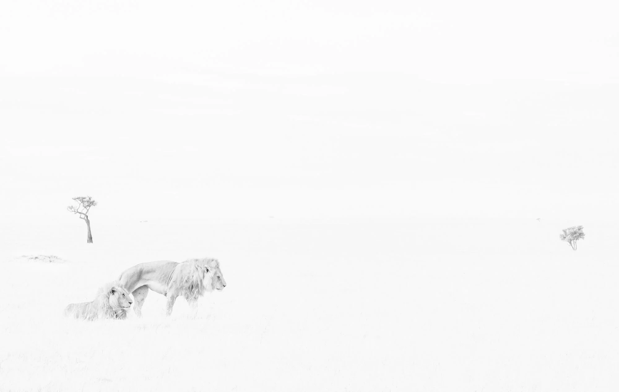 Hush 11 by Anup Shah