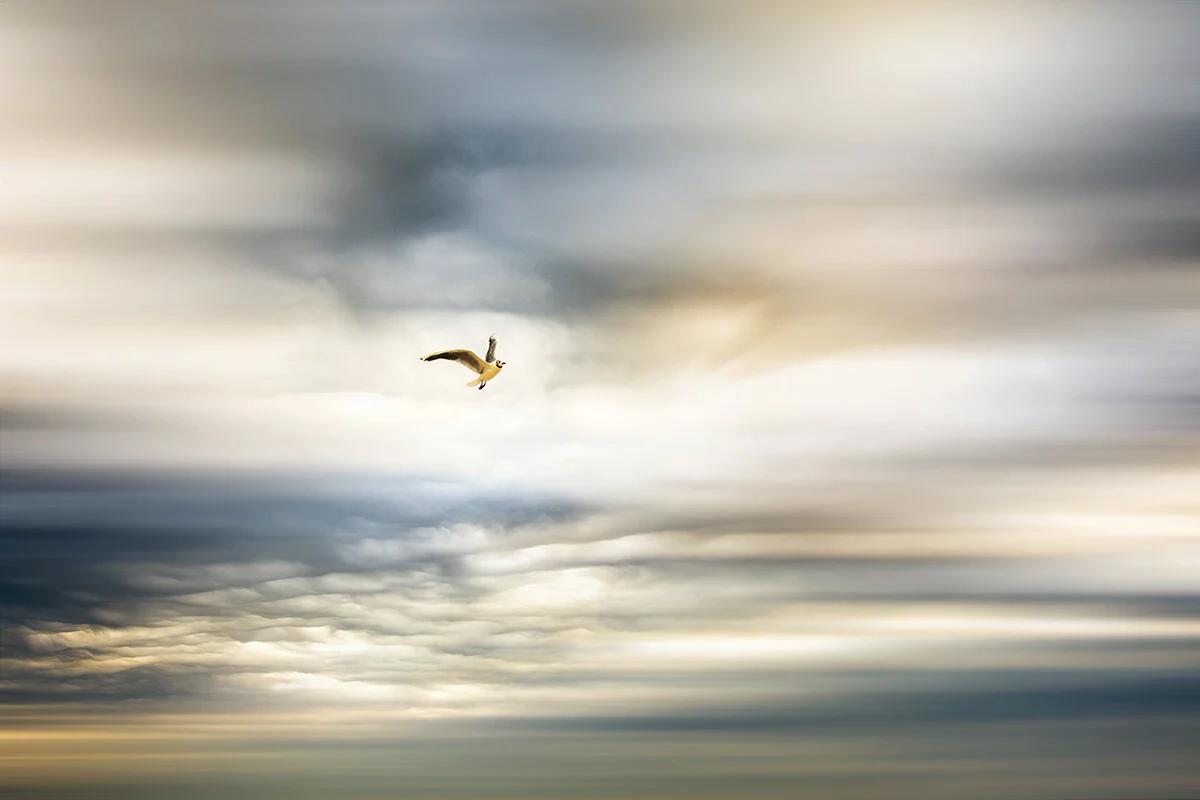 Golen Bird.jpg