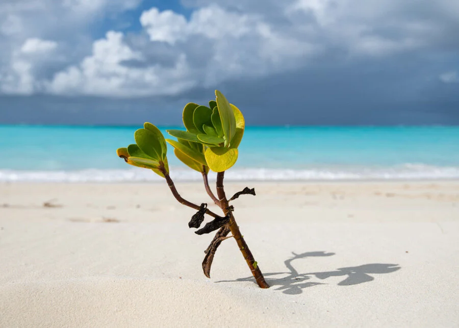 Balance by Sharon Weil Hornstein
