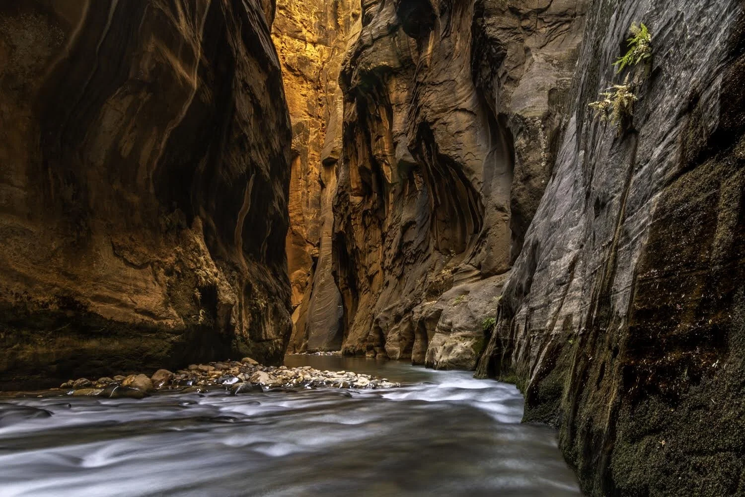 Follow the Light, Zion National Park