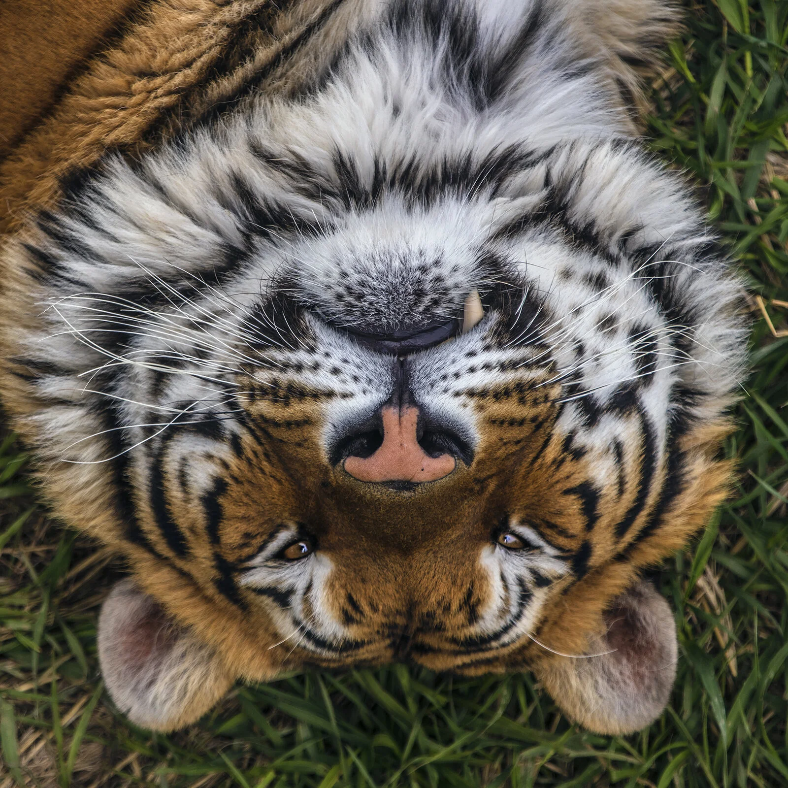 TIGER KING RESCUE.jpg