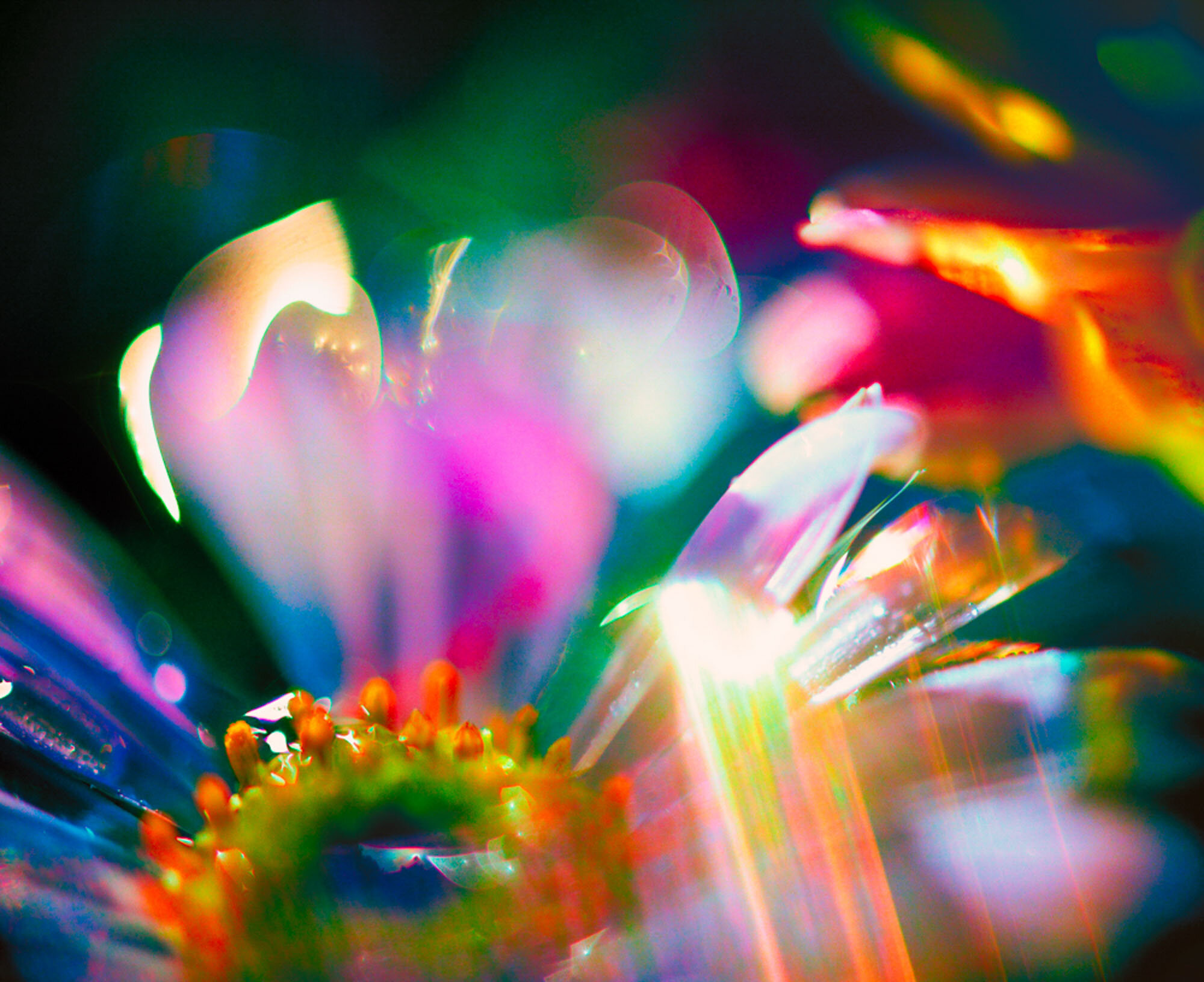 Candyland by Angela Holm