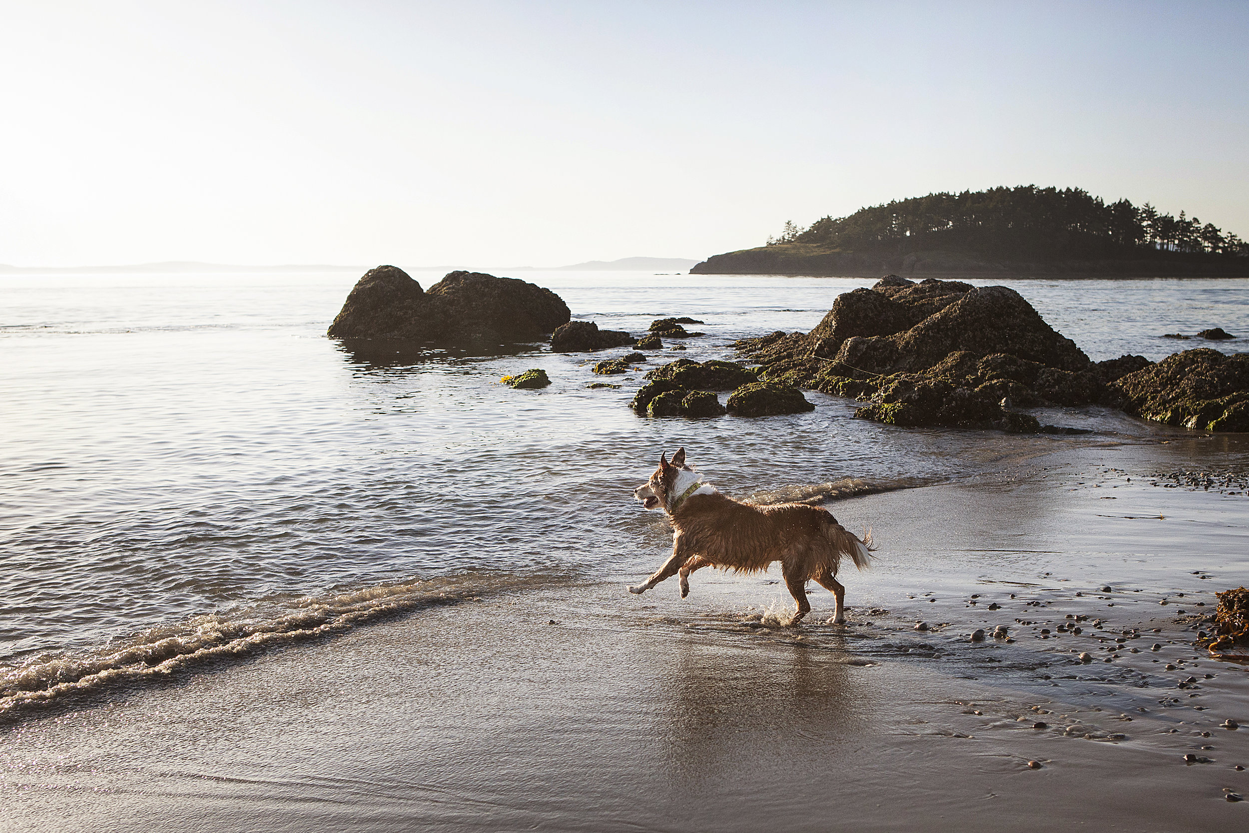 dog-running-beach-deception-pass-park-julie-austin-pet-photographer.jpg