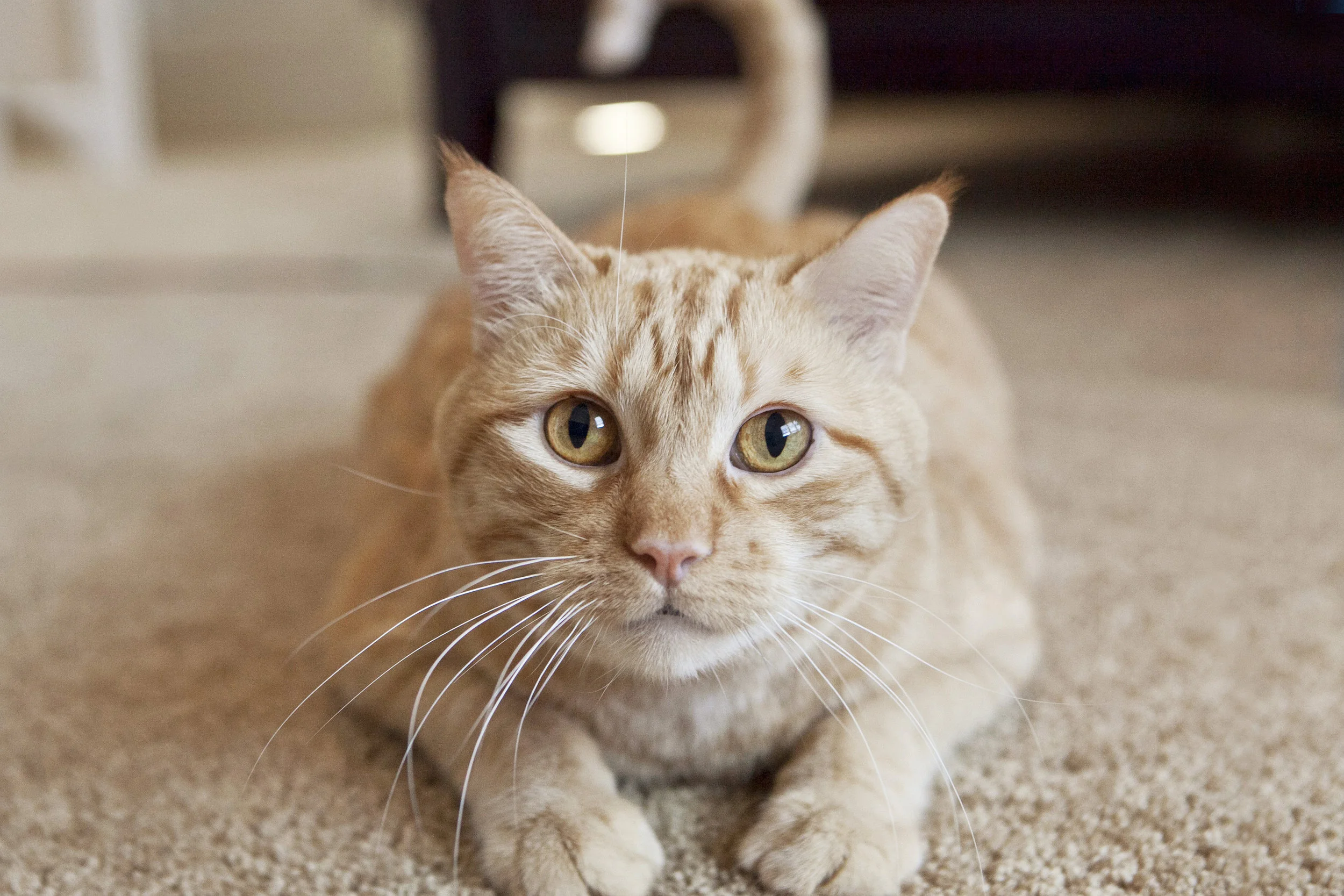 cat-read-to-pounce-julie-austin-photography.jpg