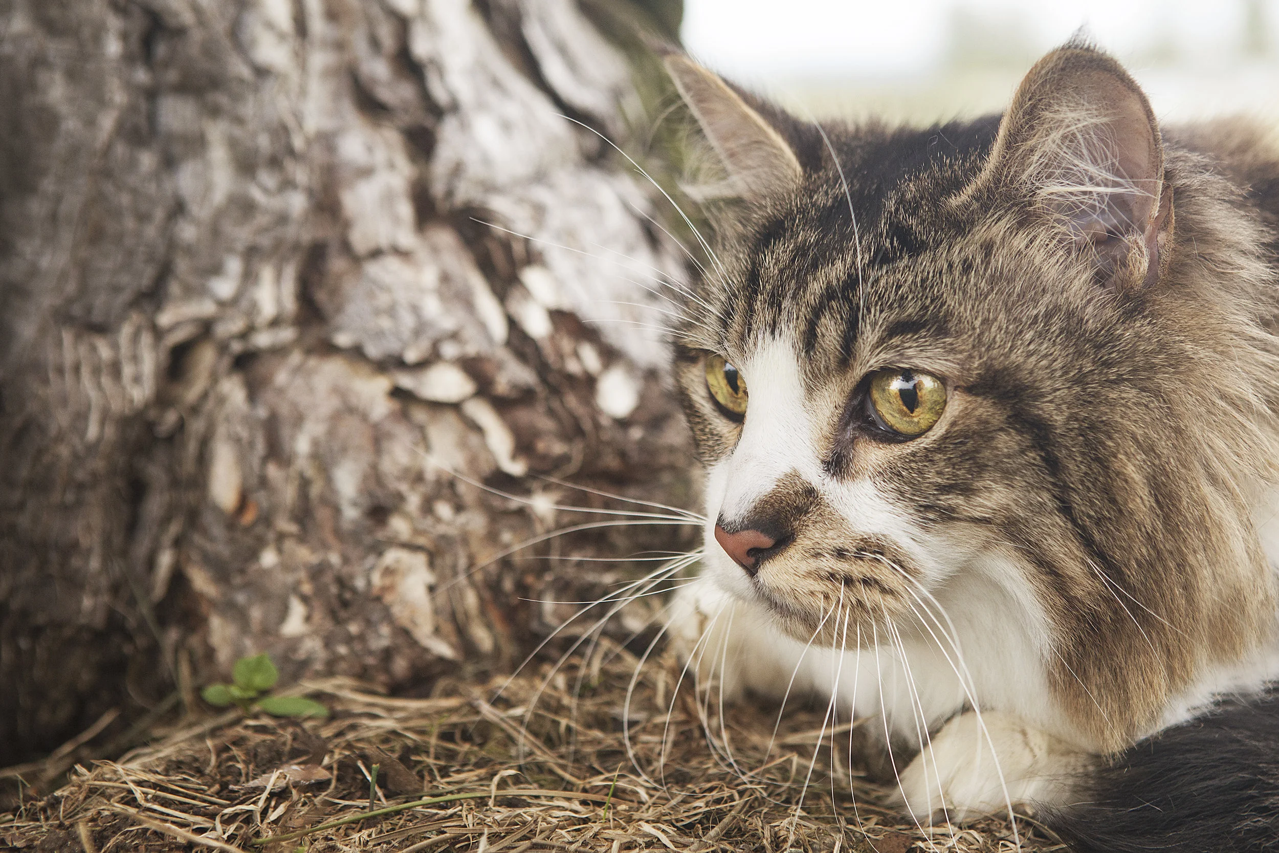 cat-under-tree-professional-photographer-julie-austin.jpg