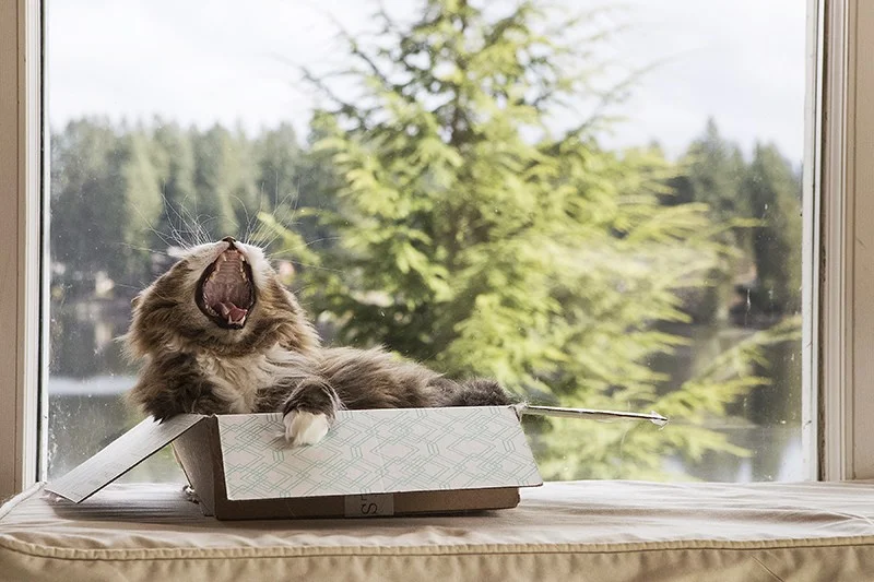 cat-yawn-shoebox-pacific-northwest-pet-photographer-julie-austin.jpg