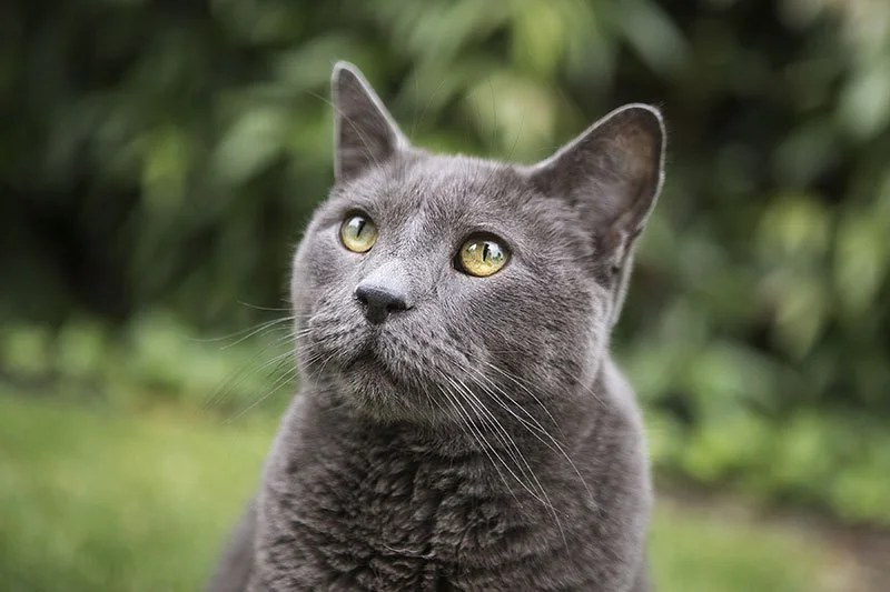 grey-cat-yellow-eyes-julie-austin-photography.jpg