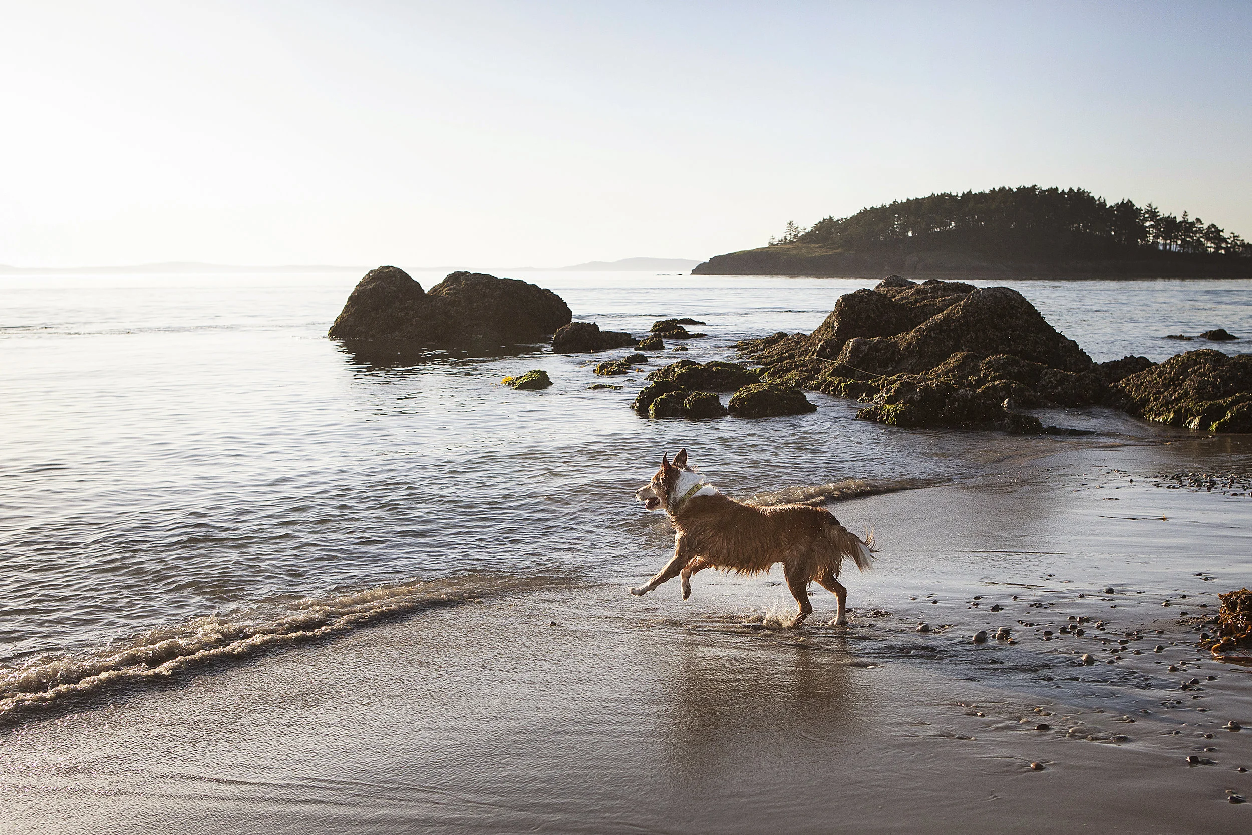 dog-running-beach-deception-pass-park-julie-austin-pet-photographer.jpg
