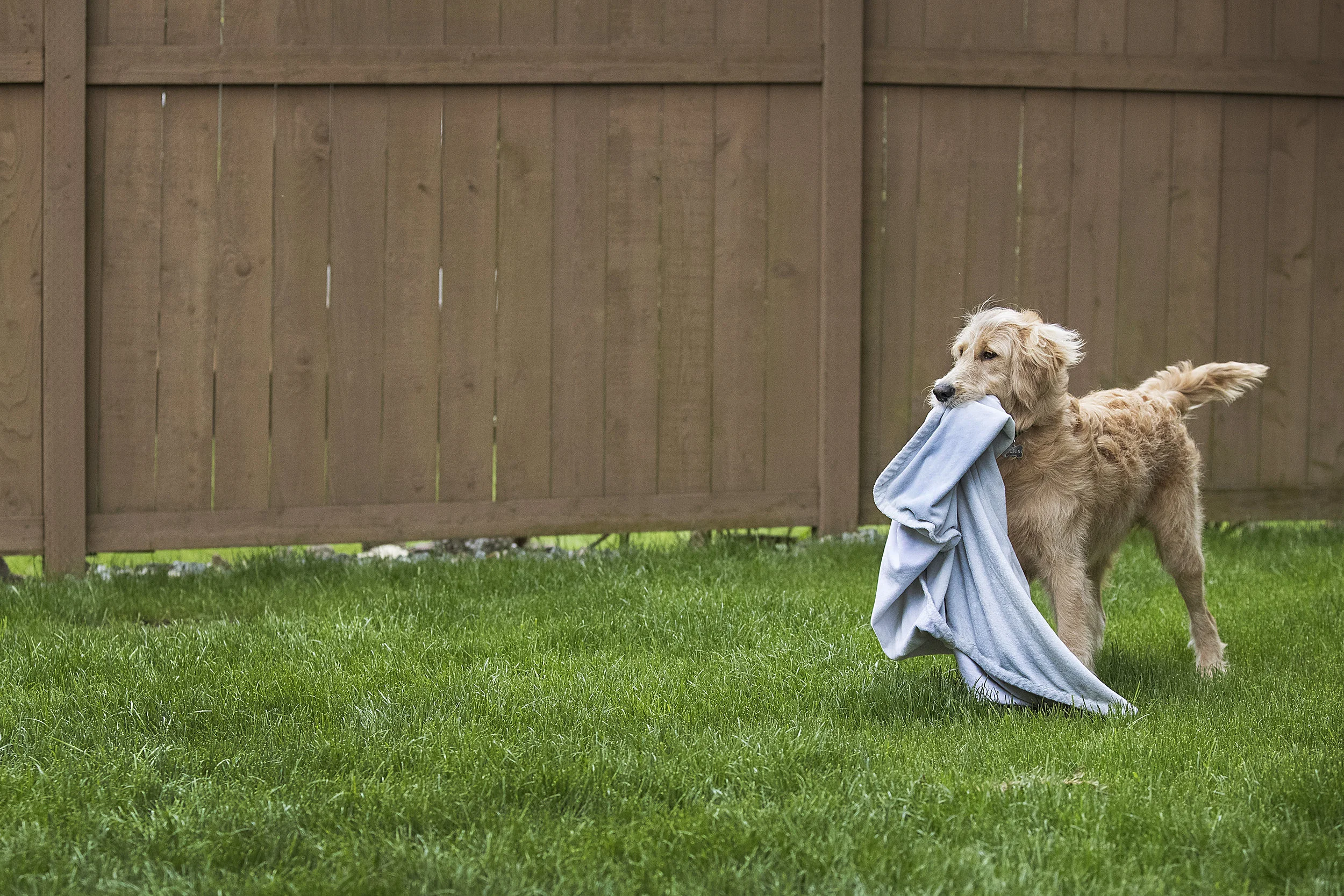 labradoodle-cute-blanket-yard-julie-austin-pet-photographer.jpg