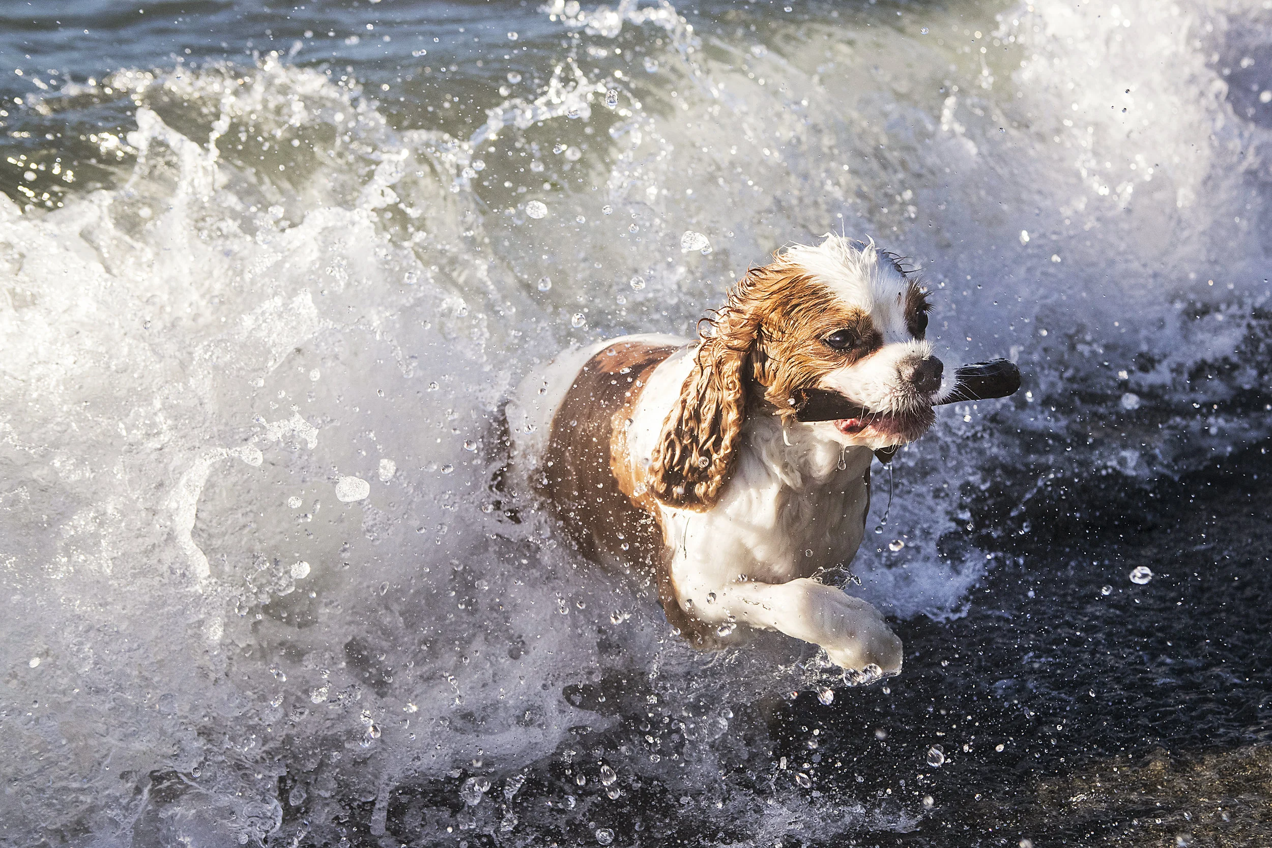 surfing-dog-pacific-northwest-julie-austin.jpg