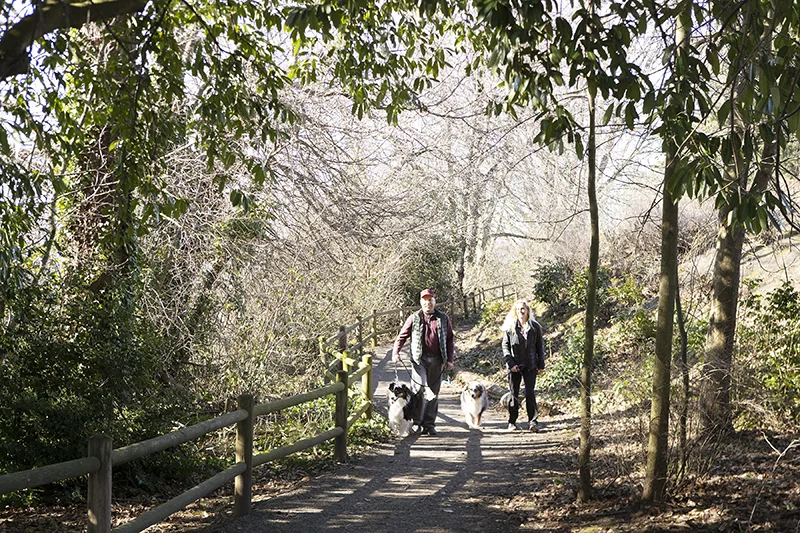dogs-walking-on-path-with-family-julie-austin-photography.jpg