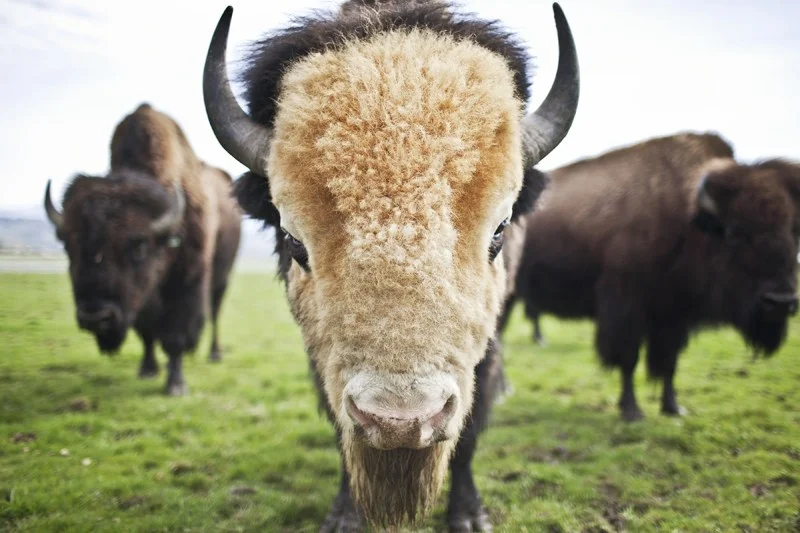 wildlife-photography-bison-julie-austin-seattle-washington.jpg