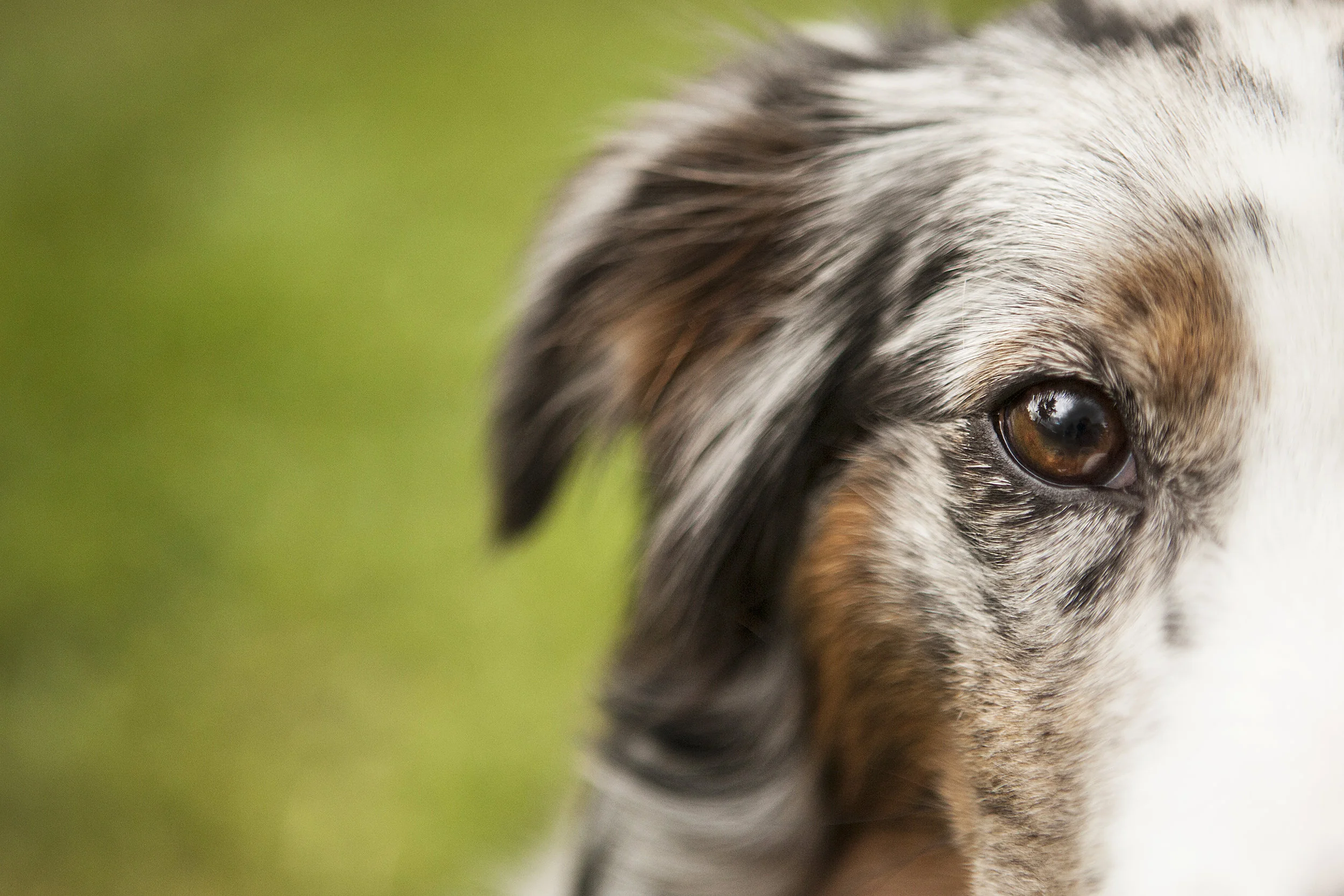 closeup-of-collie-julie-austin-pet-photography.jpg