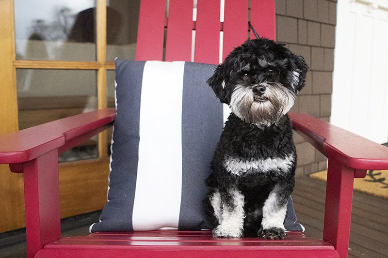 cute-black-dog-on-red-chair-julie-austin-pet-photography.jpg
