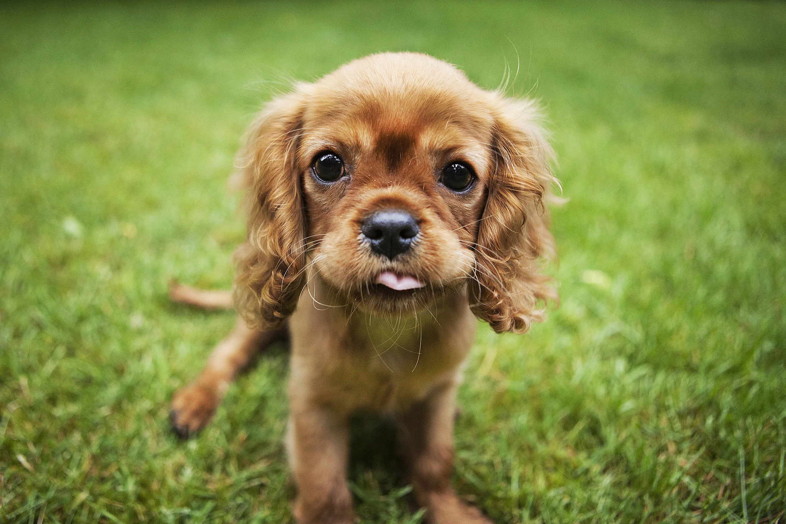 cute-puppy-sitting-in-grass-julie-austin-pet-photography.jpg
