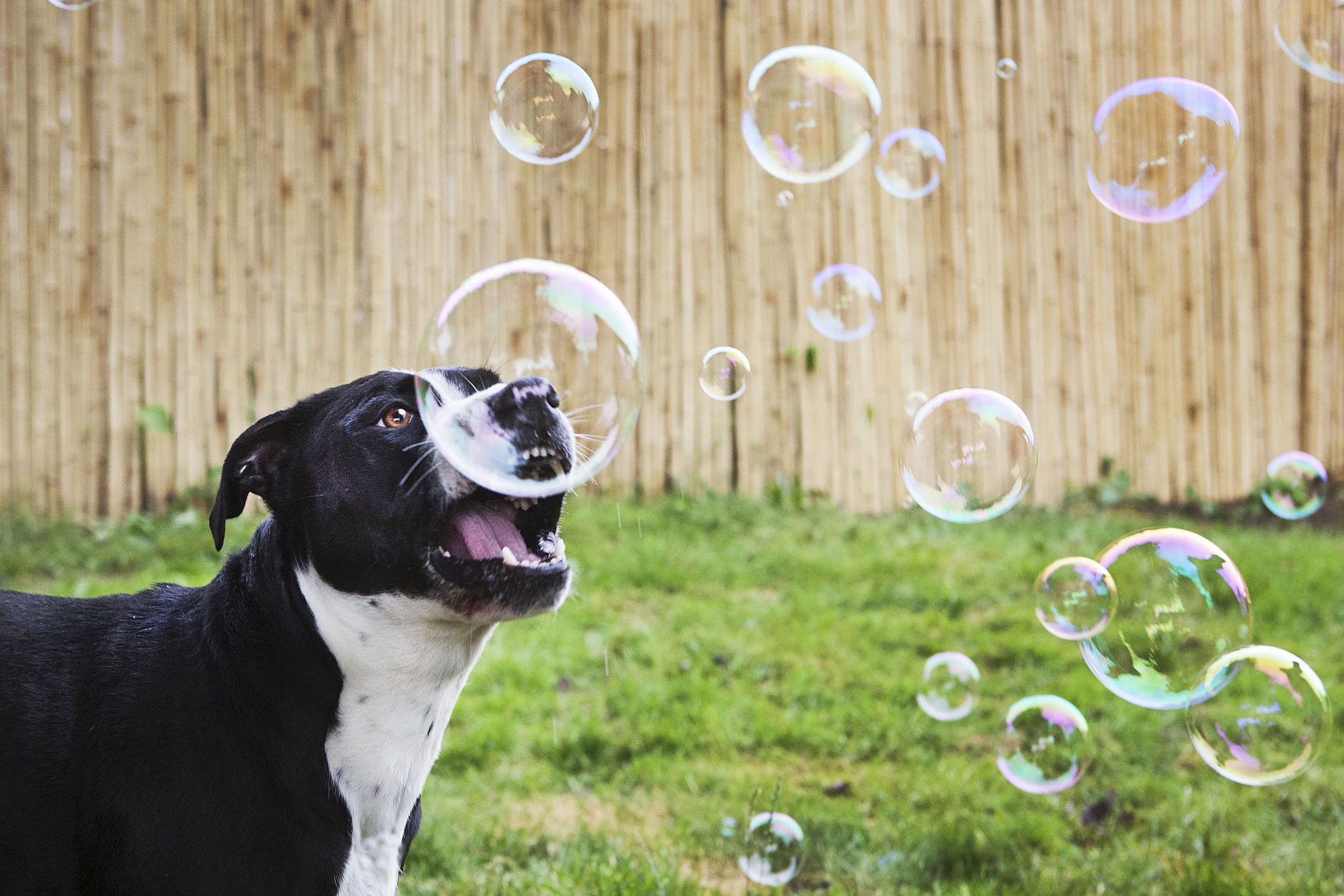 dog-blowing-bubbles-julie-austin-pet-photography.jpg