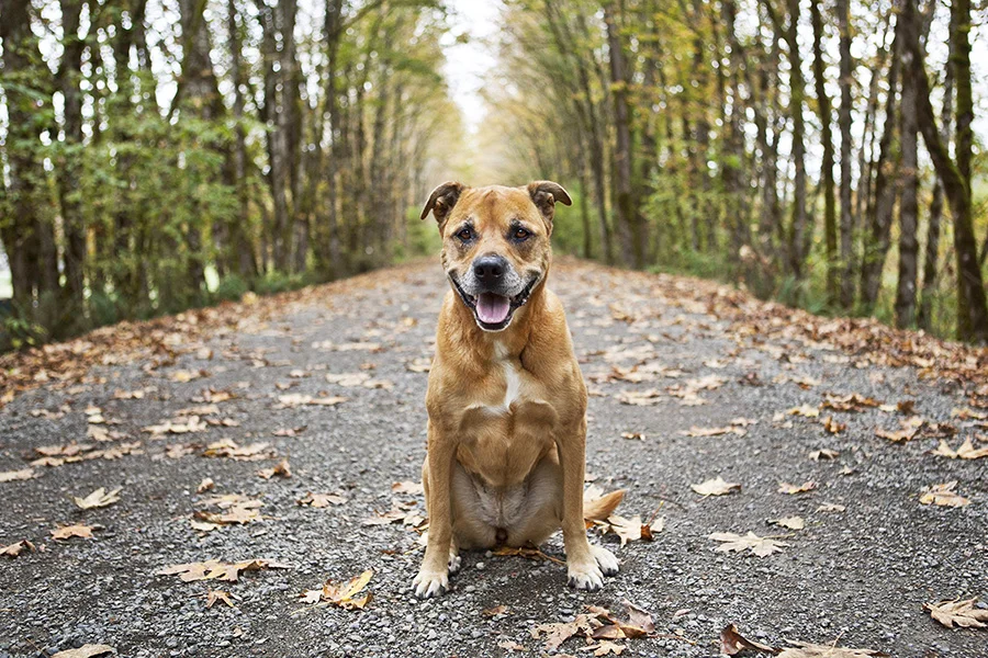 dog-sitting-on-trail-washington-julie-austin-pet-photography.jpg