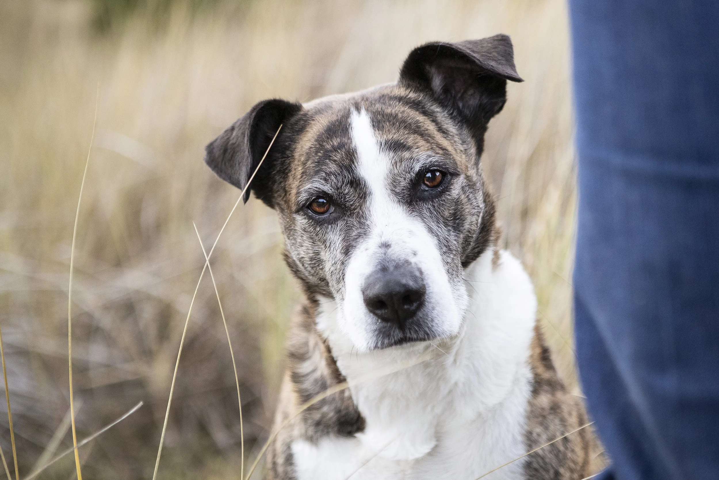 dog-sitting-by-owner-in-field-julie-austin-pet-photography.jpg