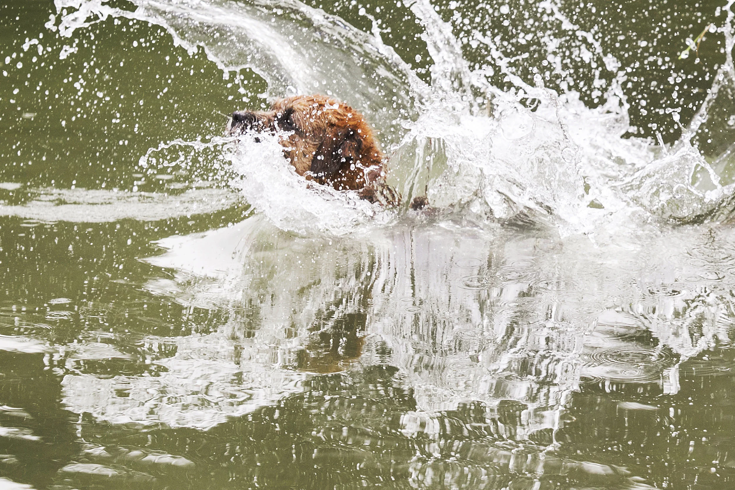 dog-splashing-in-water-swimming-julie-austin-pet-photography.jpg