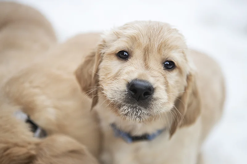 golden-retriever-puppy-cute-face-julie-austin-pet-photography.jpg