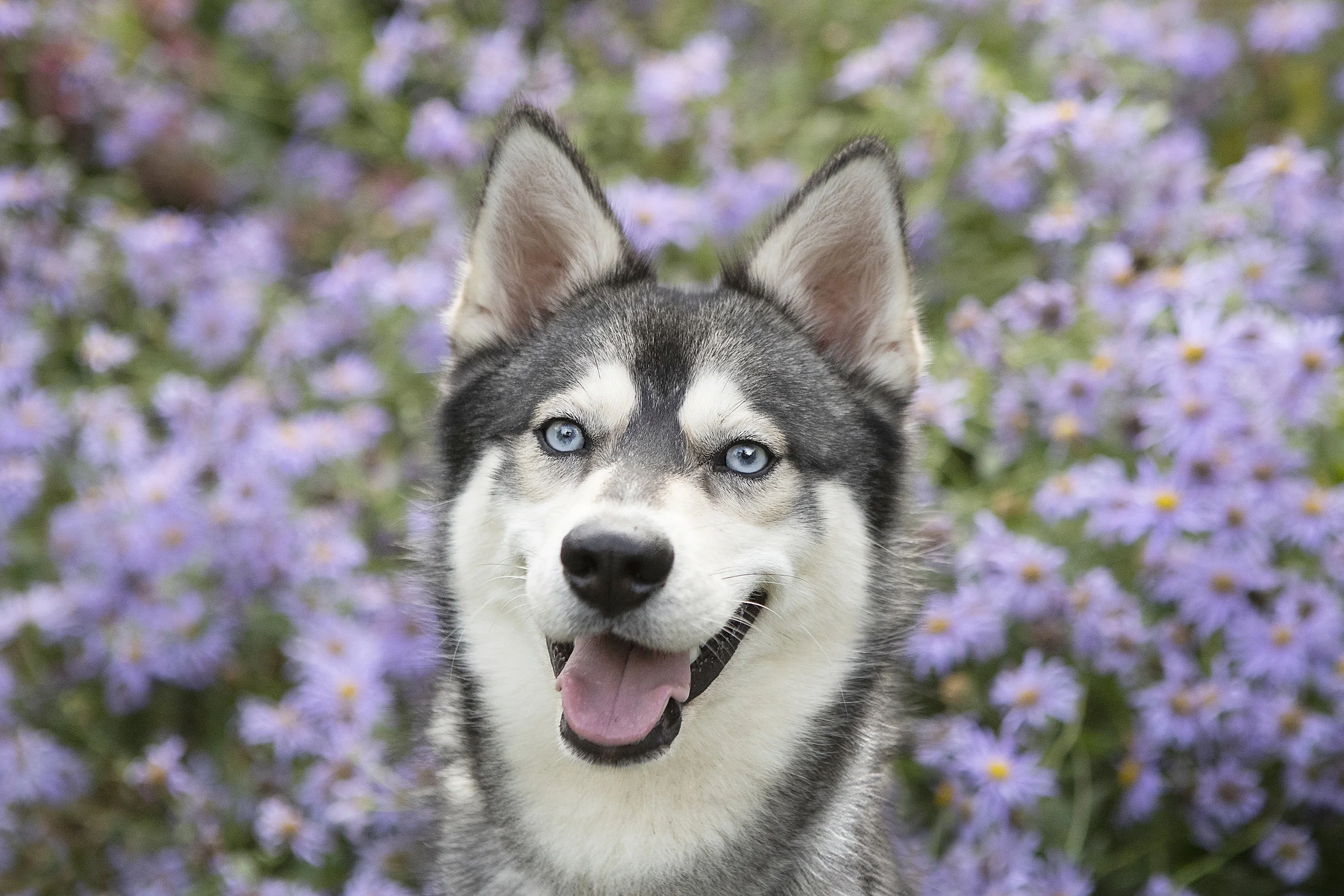 husky-in-washington-lavender-field-julie-austin-pet-photography.jpg