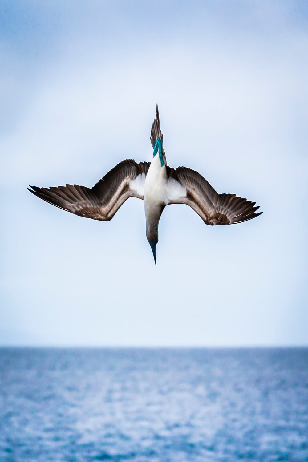Blue Footed Booby Diving
