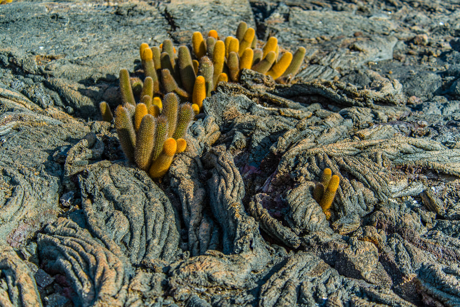 Lava Cactus