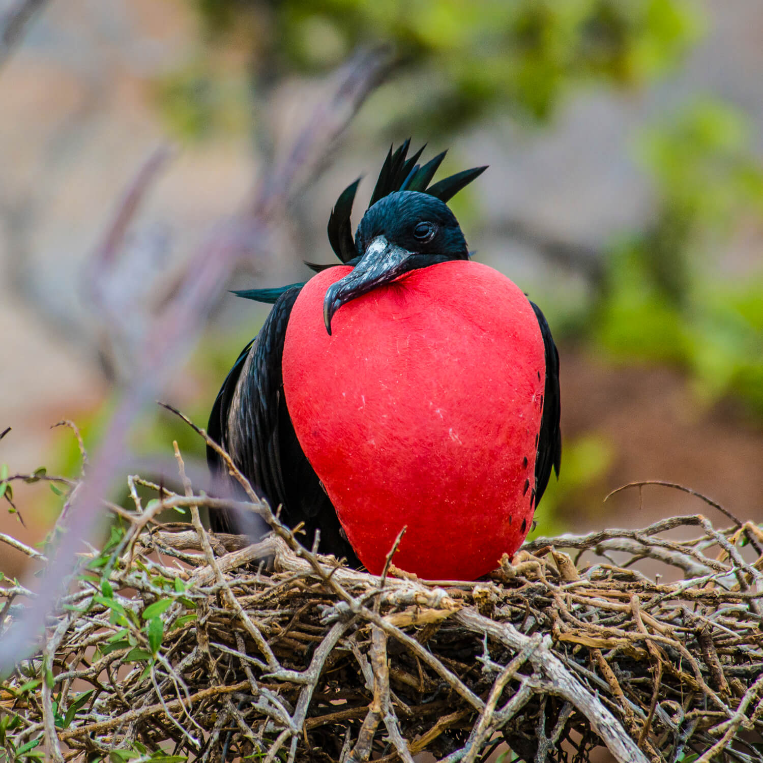 Nesting Frigate Bird