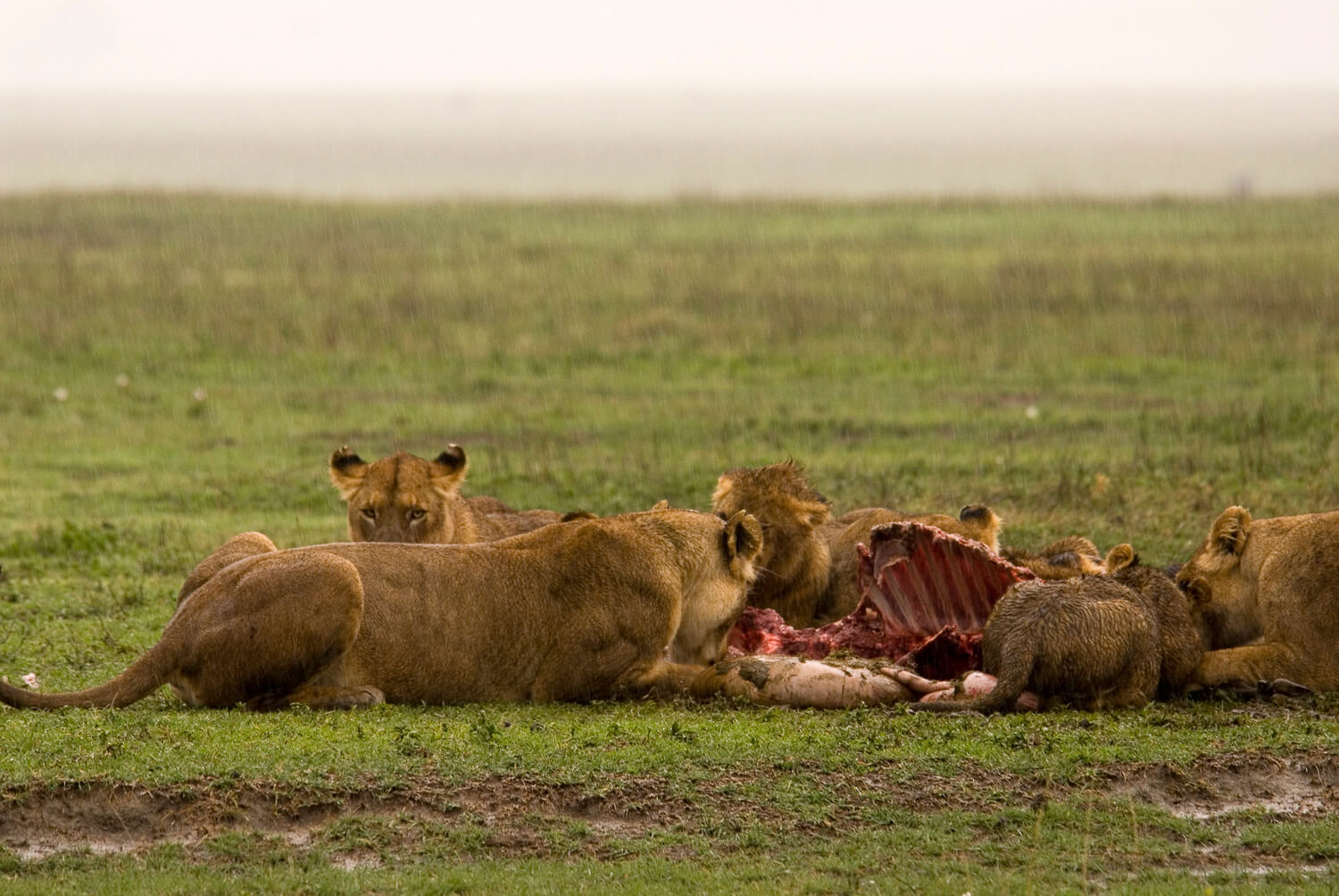 Lions Feeding