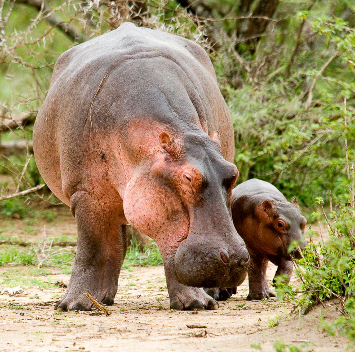 Hippo Mother and Child