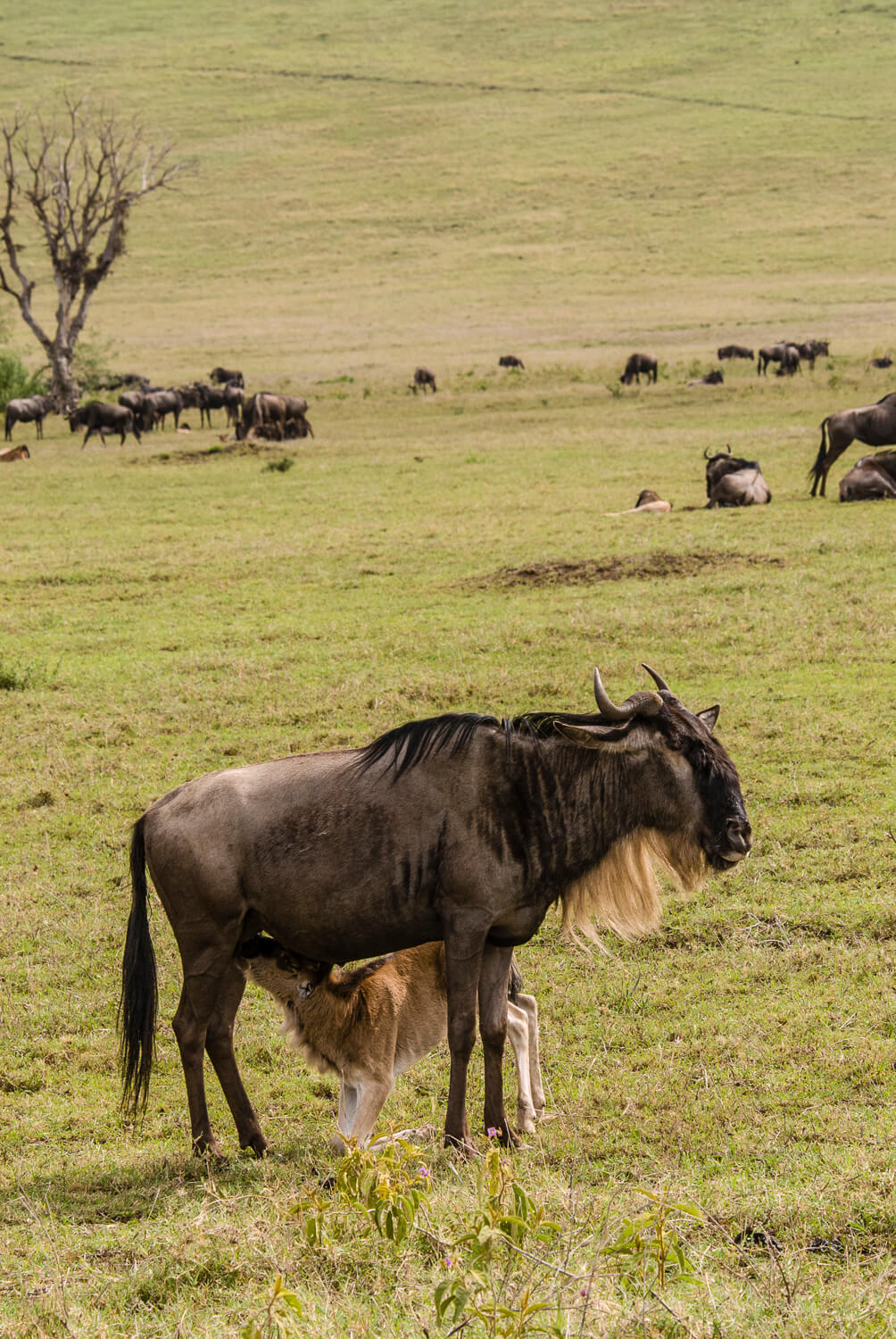 Wildebeests