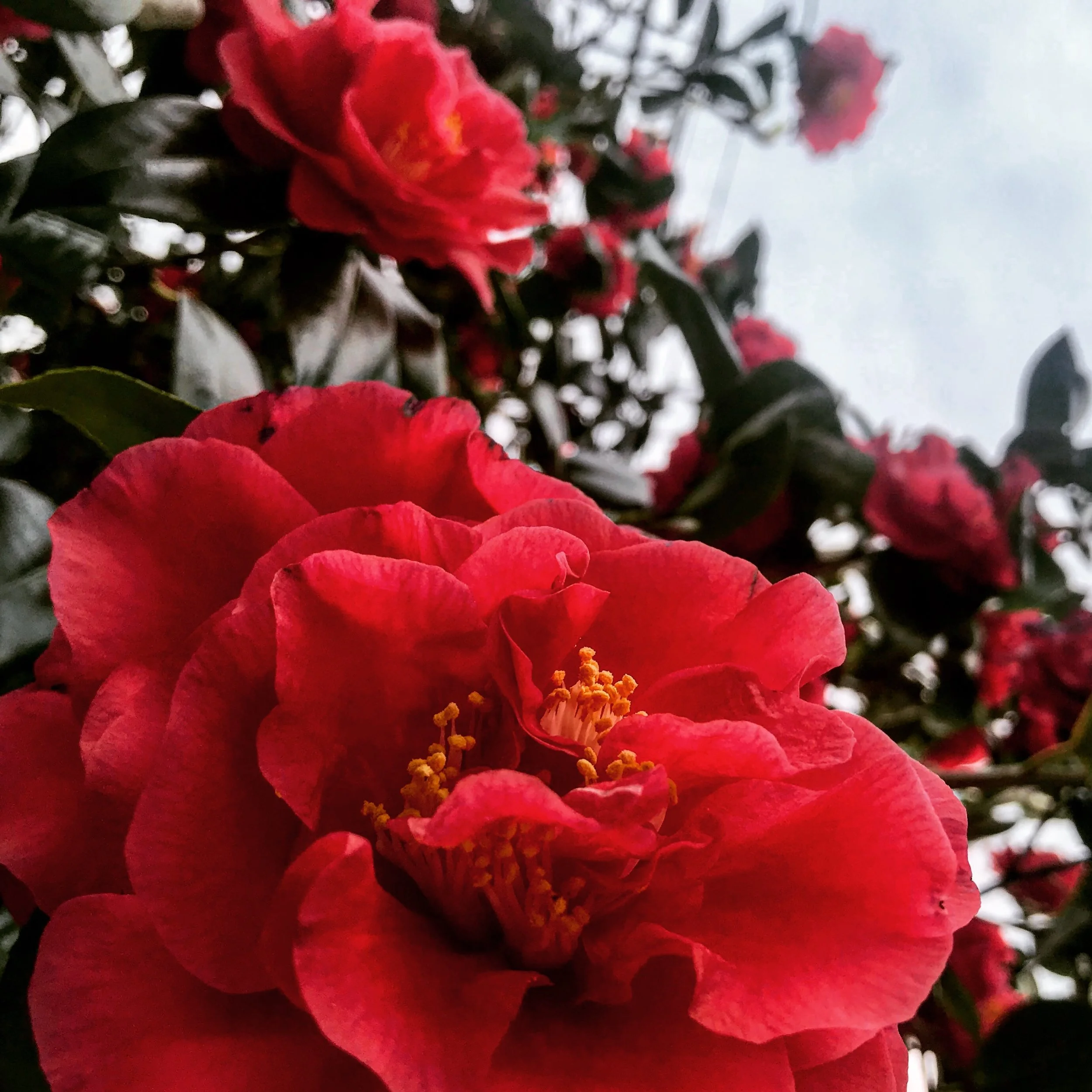 Life With Diabetes &amp; An Eating Disorder