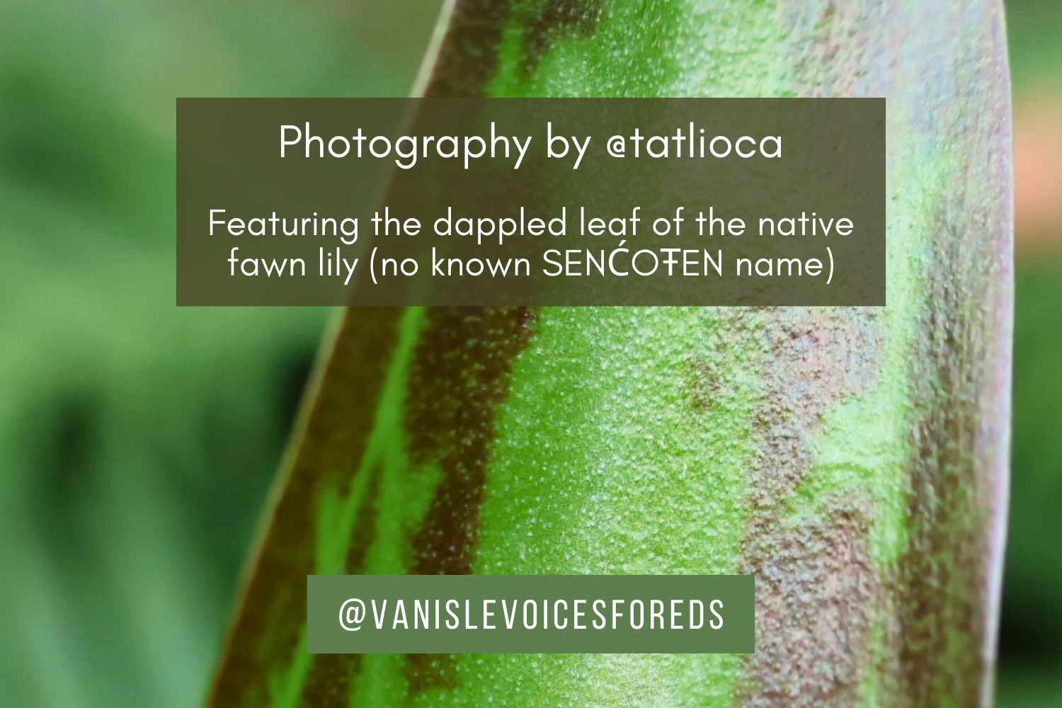 Close up photograph of a dappled leaf of the native fawn lily in green and brown colours