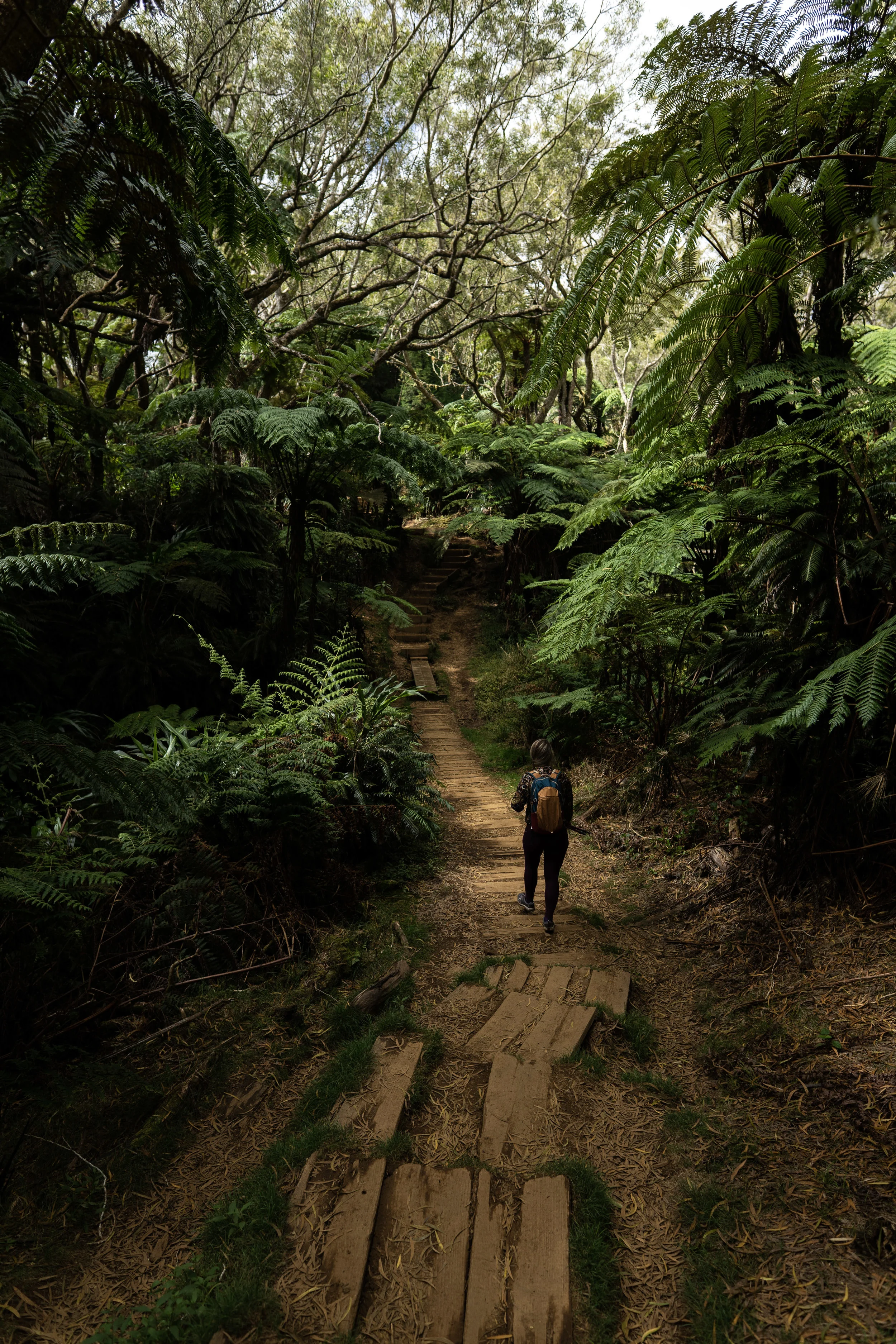 Forêt primaire de Bélouve, Réunion.jpeg