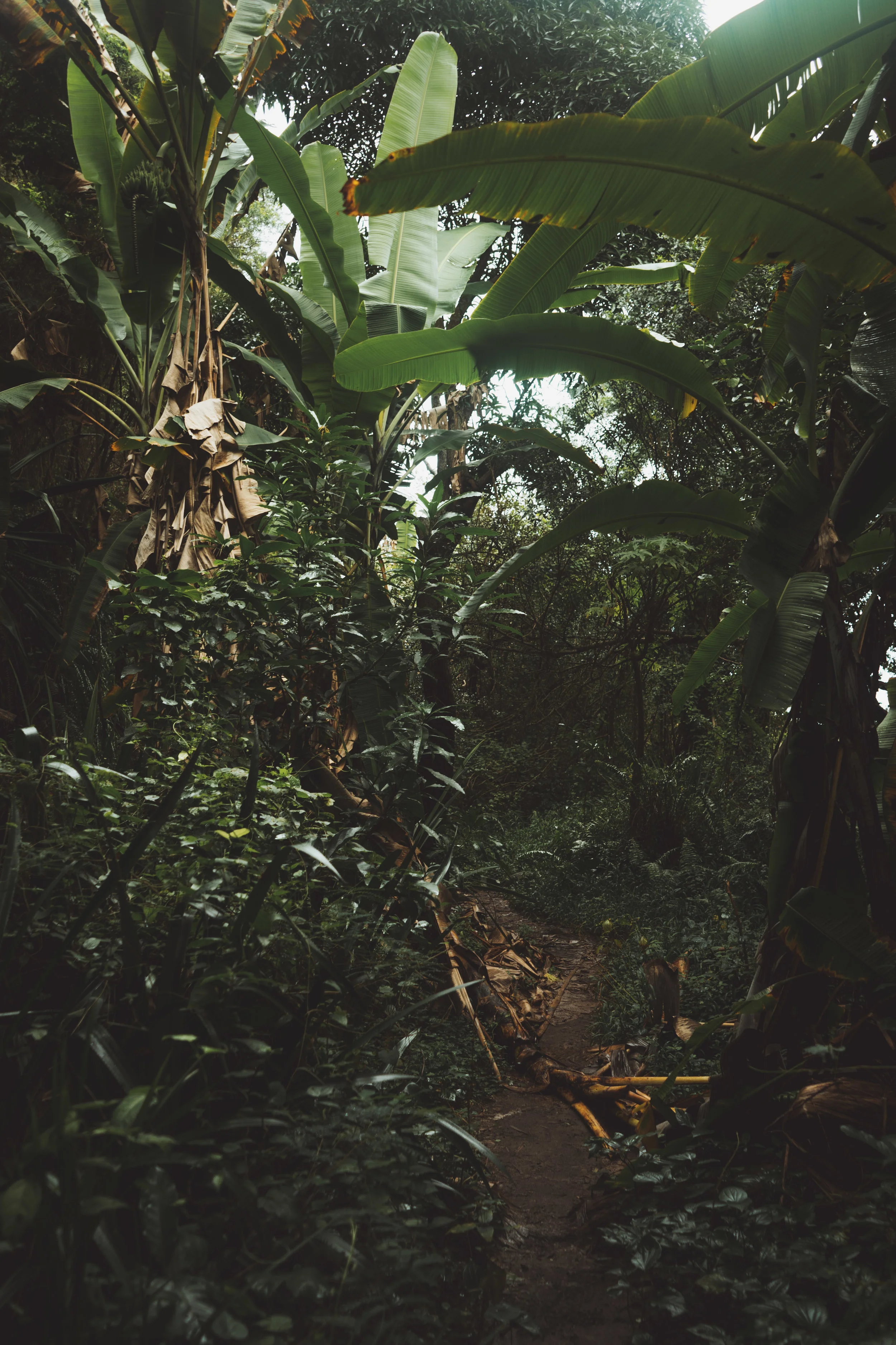 Langevin Jungle, Réunion.jpeg