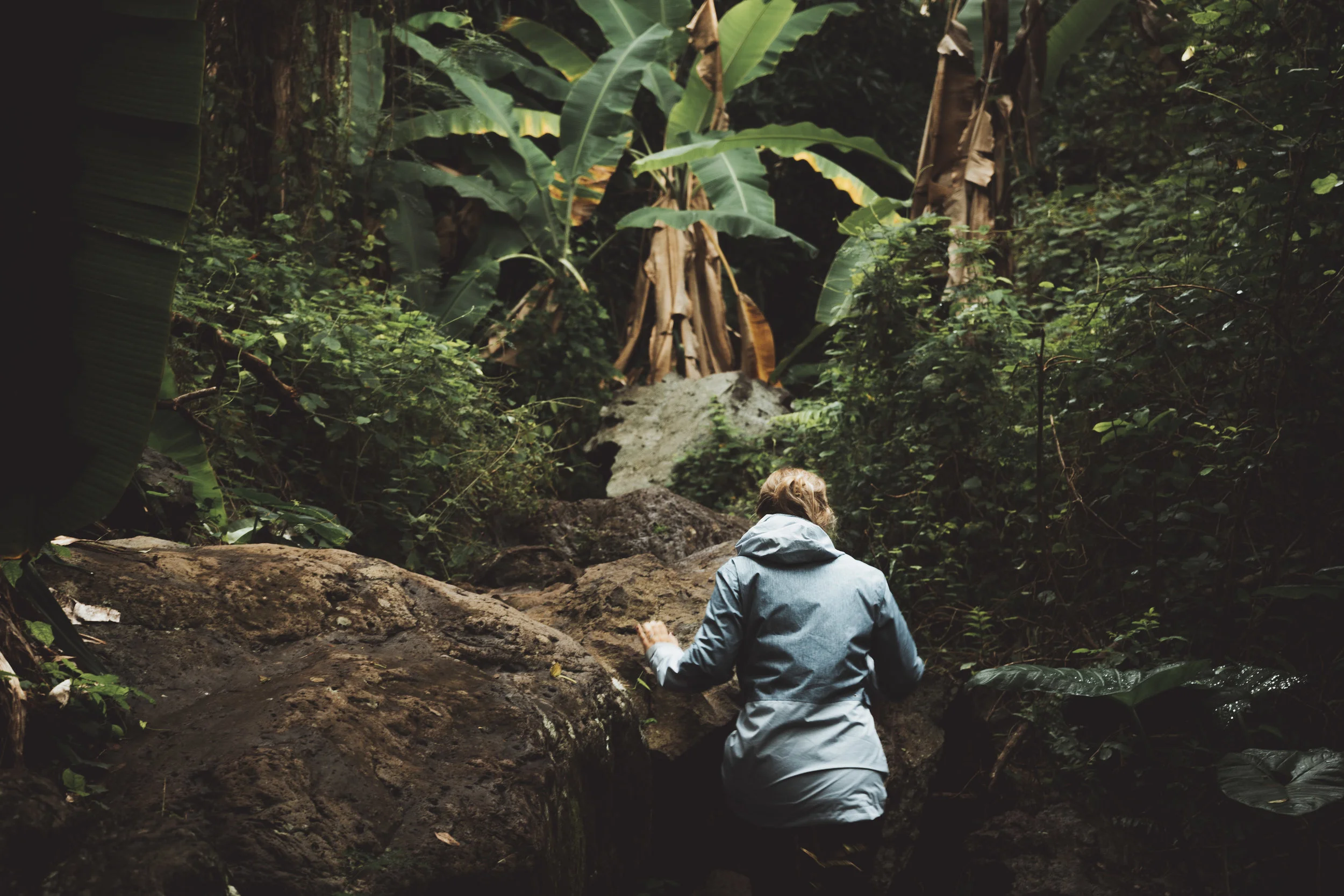 Langevin, Jungle, Réunion.jpeg