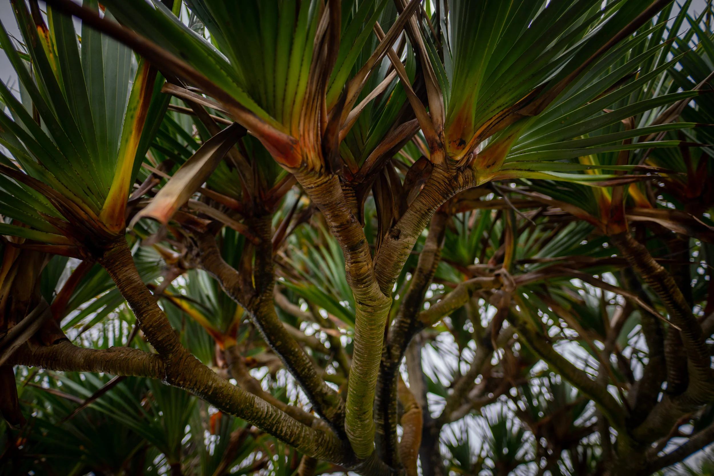 Saint-Philippe, Réunion3.jpg