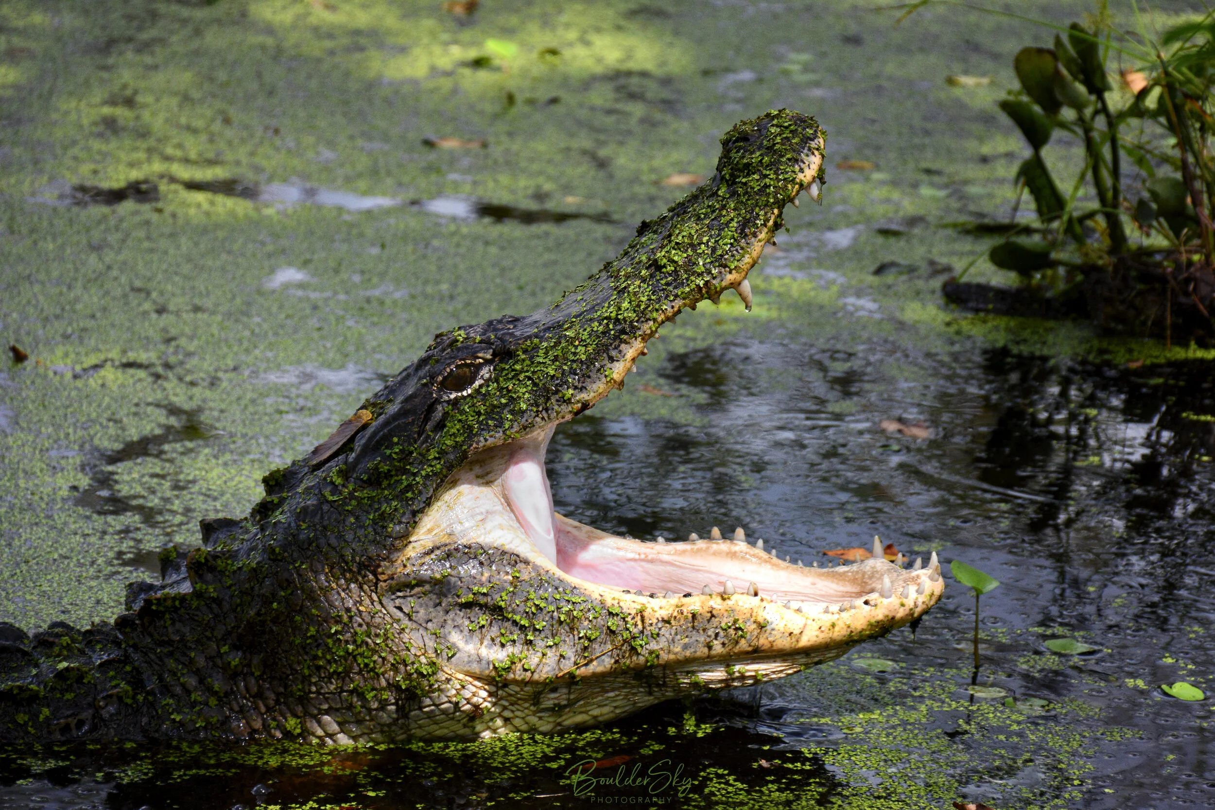 Gatorjaws.jpg