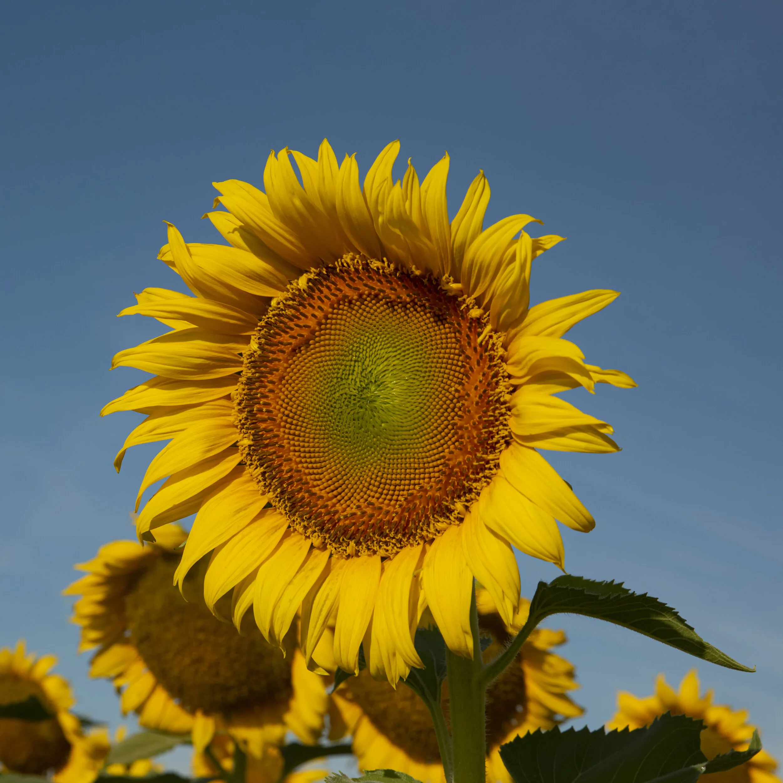 DSC_0092.jpg