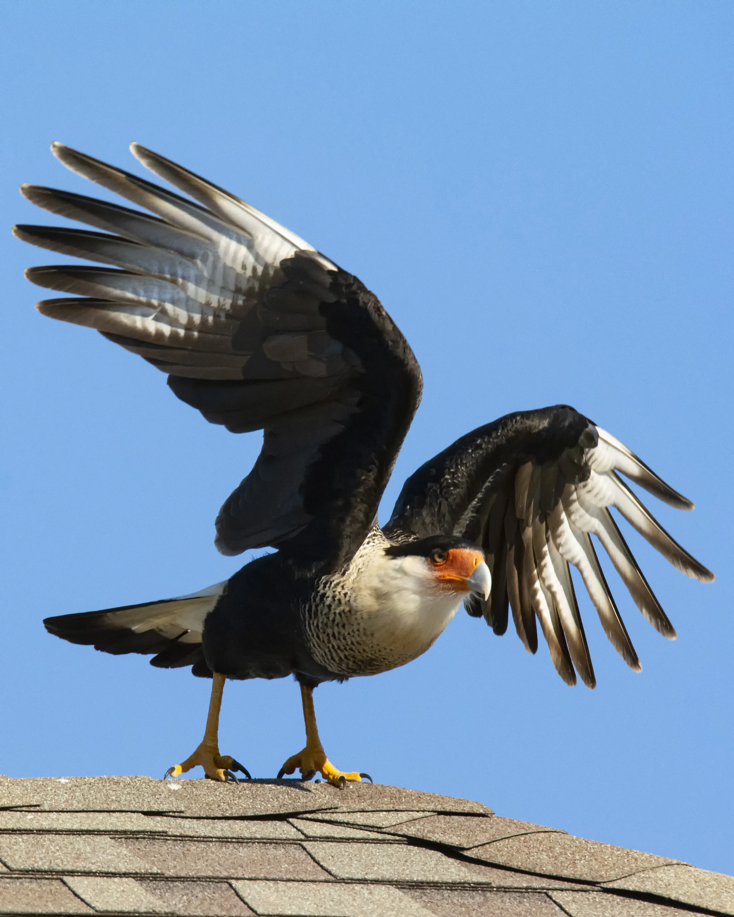 DSC_4164.jpg