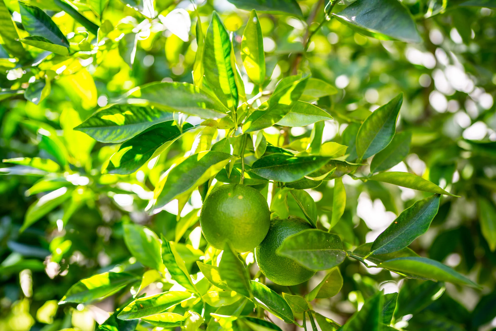 43) EXTERIOR-FRUIT TREE-2.jpeg